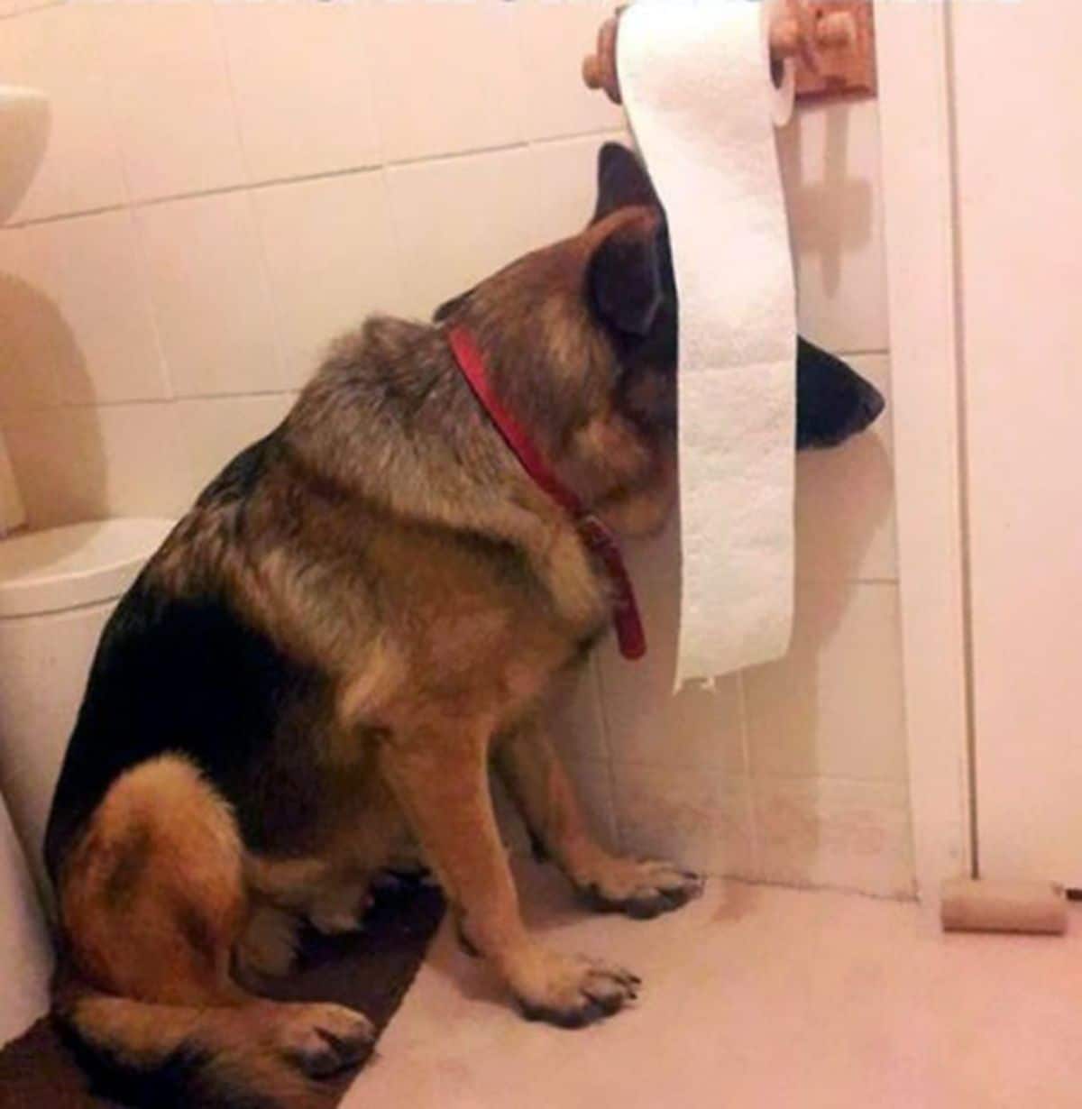 german shepherd sitting on the floor of a bathroom trying to hide the face behind a partially unrolled toilet paper roll hanging down