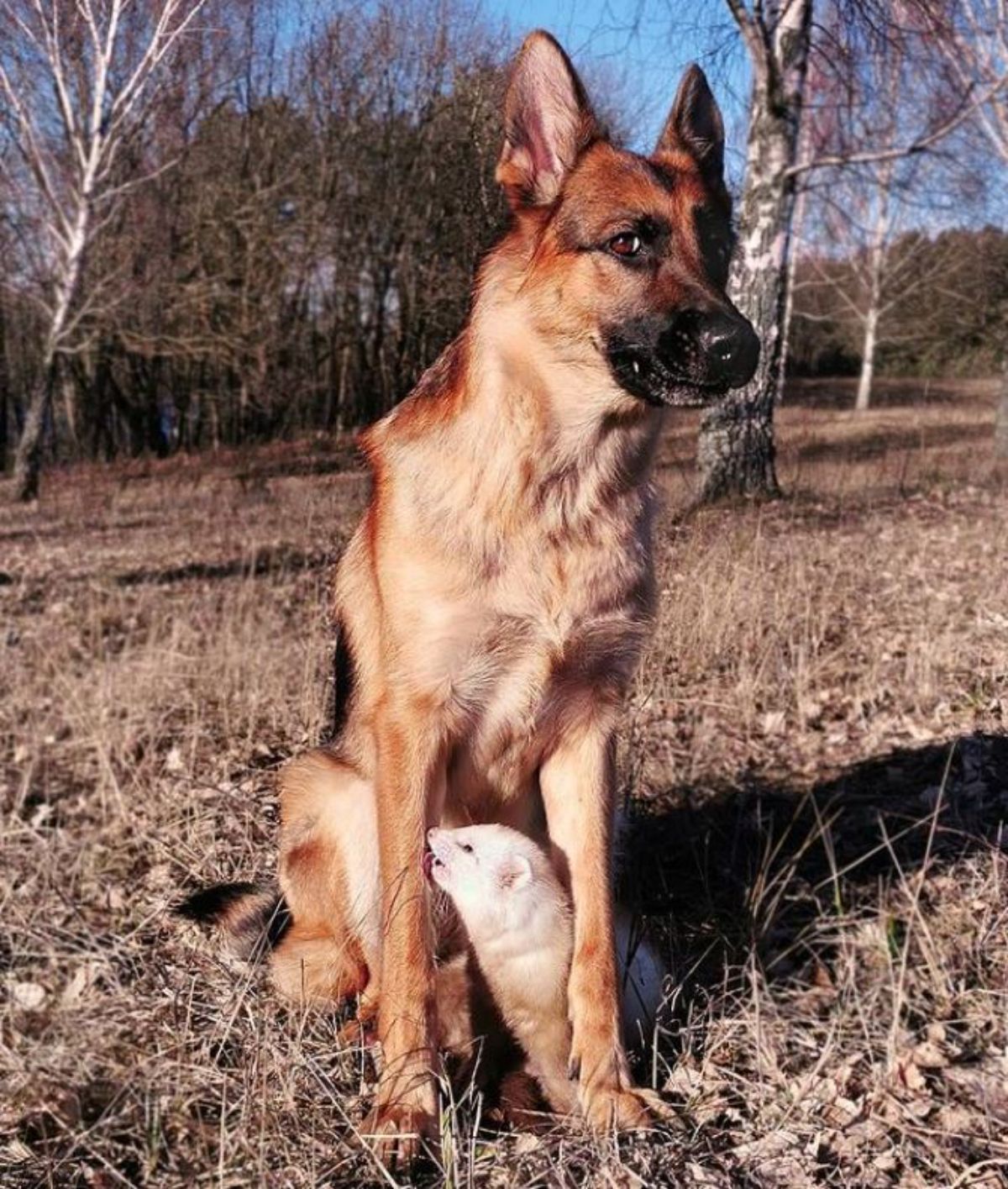german shepherd sitting on the ground outside with brown and white ferret between the front legs
