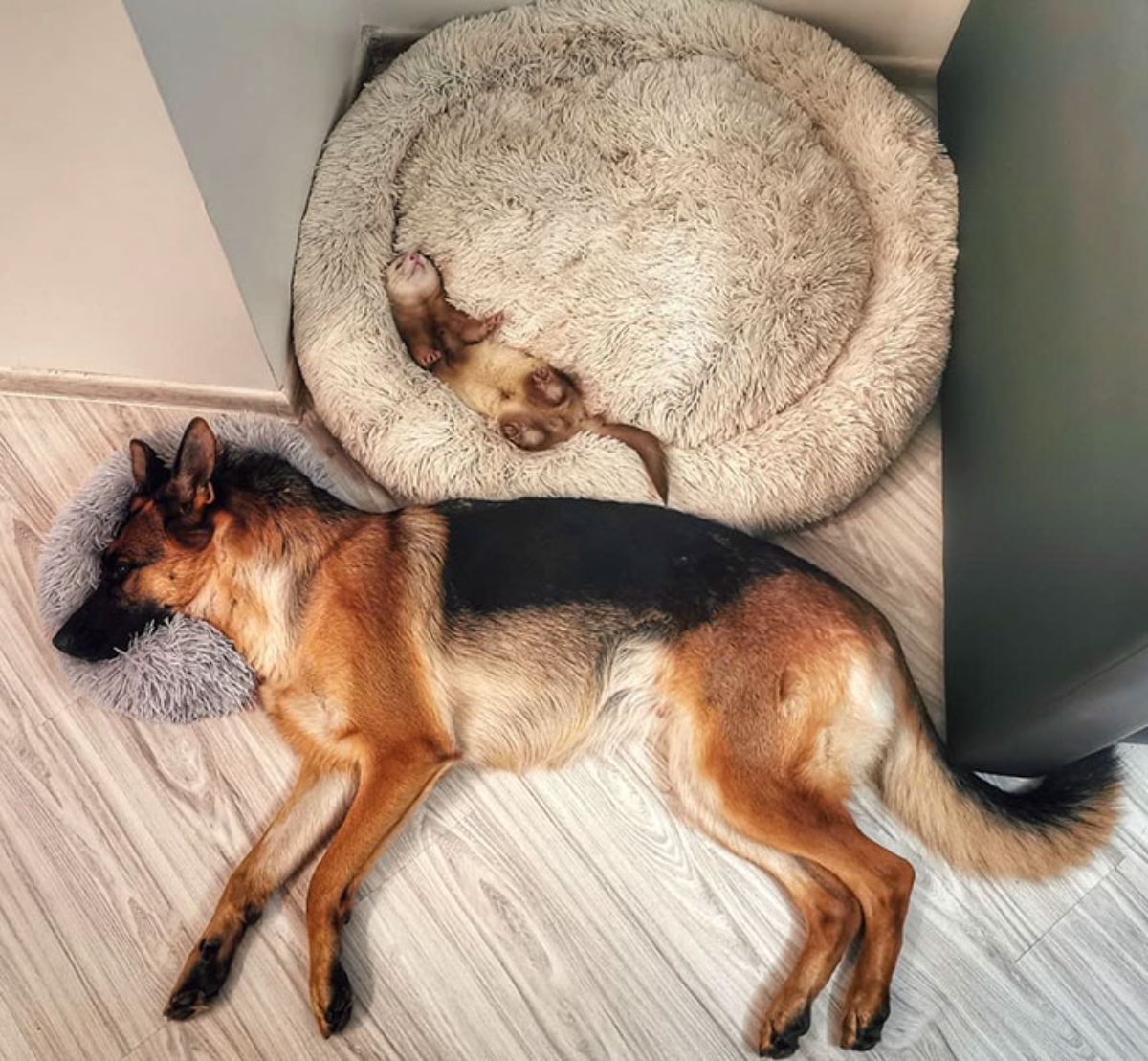 german shepherd sleeping on floor with head on grey cat bed and brown and white ferret sleeping on large white dog bed
