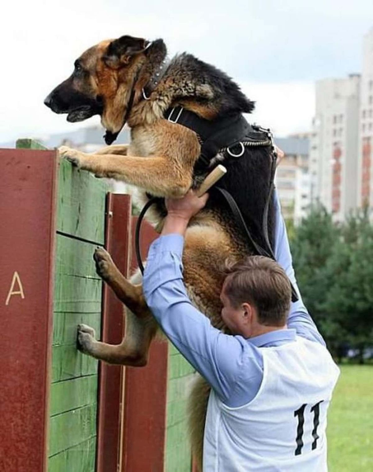 german shepherd wearing black harness behind helped up over a brown and green wall by a man