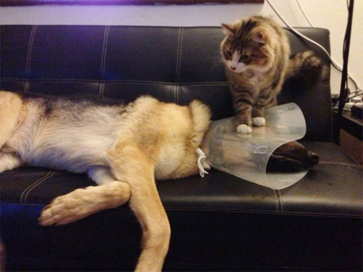 german shepherd with a cone of shame laying sideways on a black sofa with a brown ad white tabby cat standing on the dog's head and cone