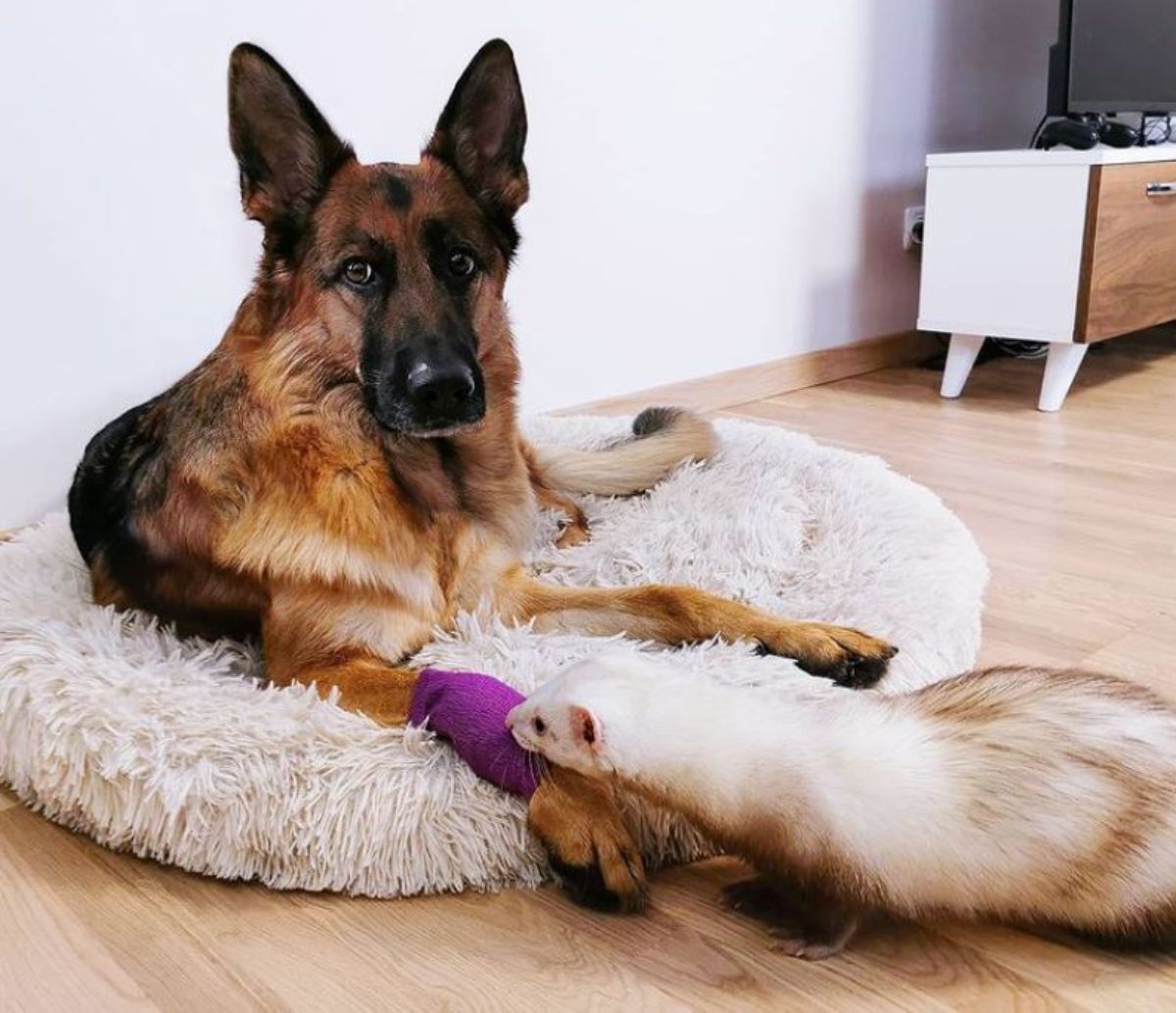 german shepherd with purple cast on right front leg laying on white dog bed with brown and white ferret sniffing the cast