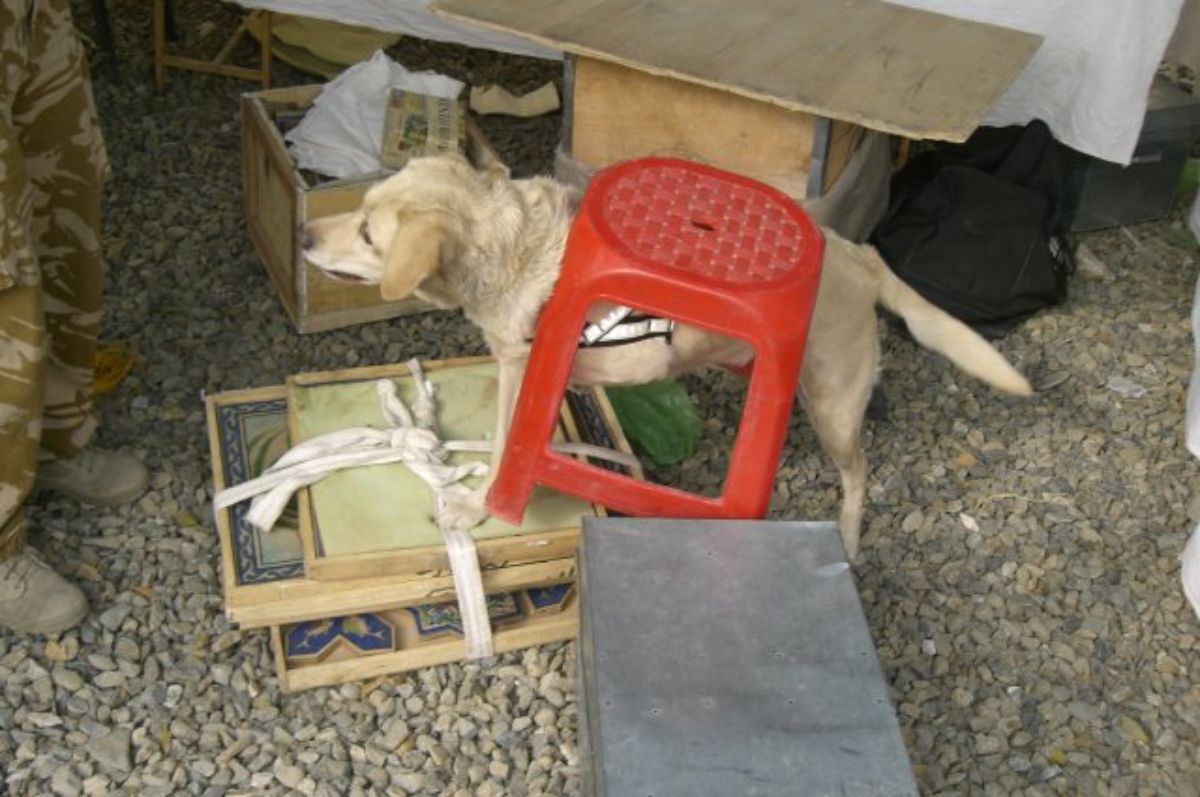 golden retriever amid a pile of wooden furniture with the dog's body stuck with a red plastic stool on it