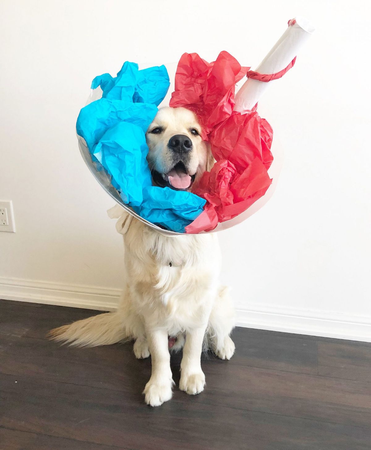 golden retriever in a white cone of shame with blue and red crepe paper inside it and a white cardboard straw sticking out
