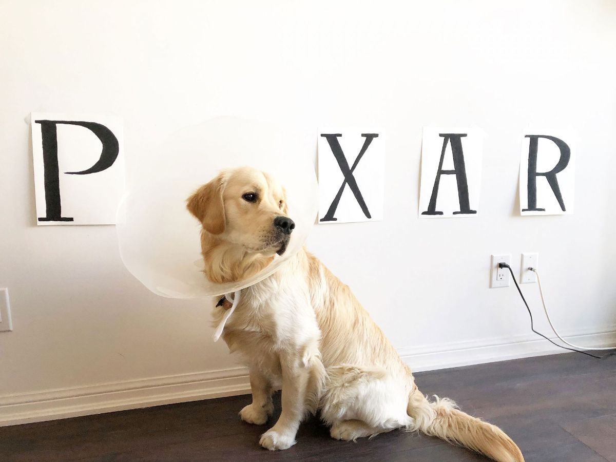 golden retriever in a white cone posing as the I in a PIXAR sign on the wall