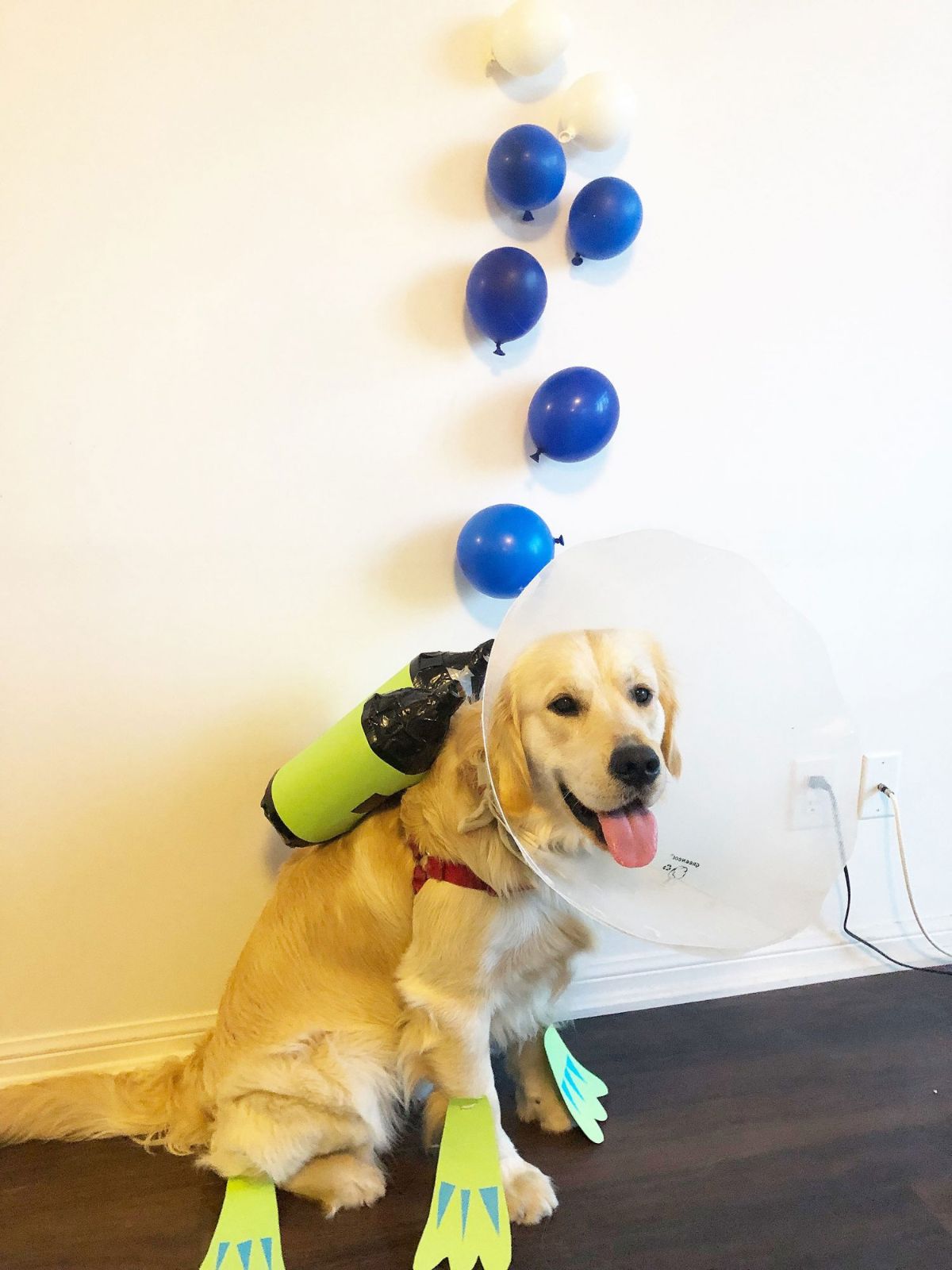 golden retriever in a white cone with flippers on and green oxygen tanks on the back with small blue balloons on the wall behind