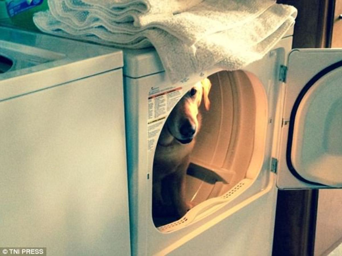 golden retriever inside a washing machine