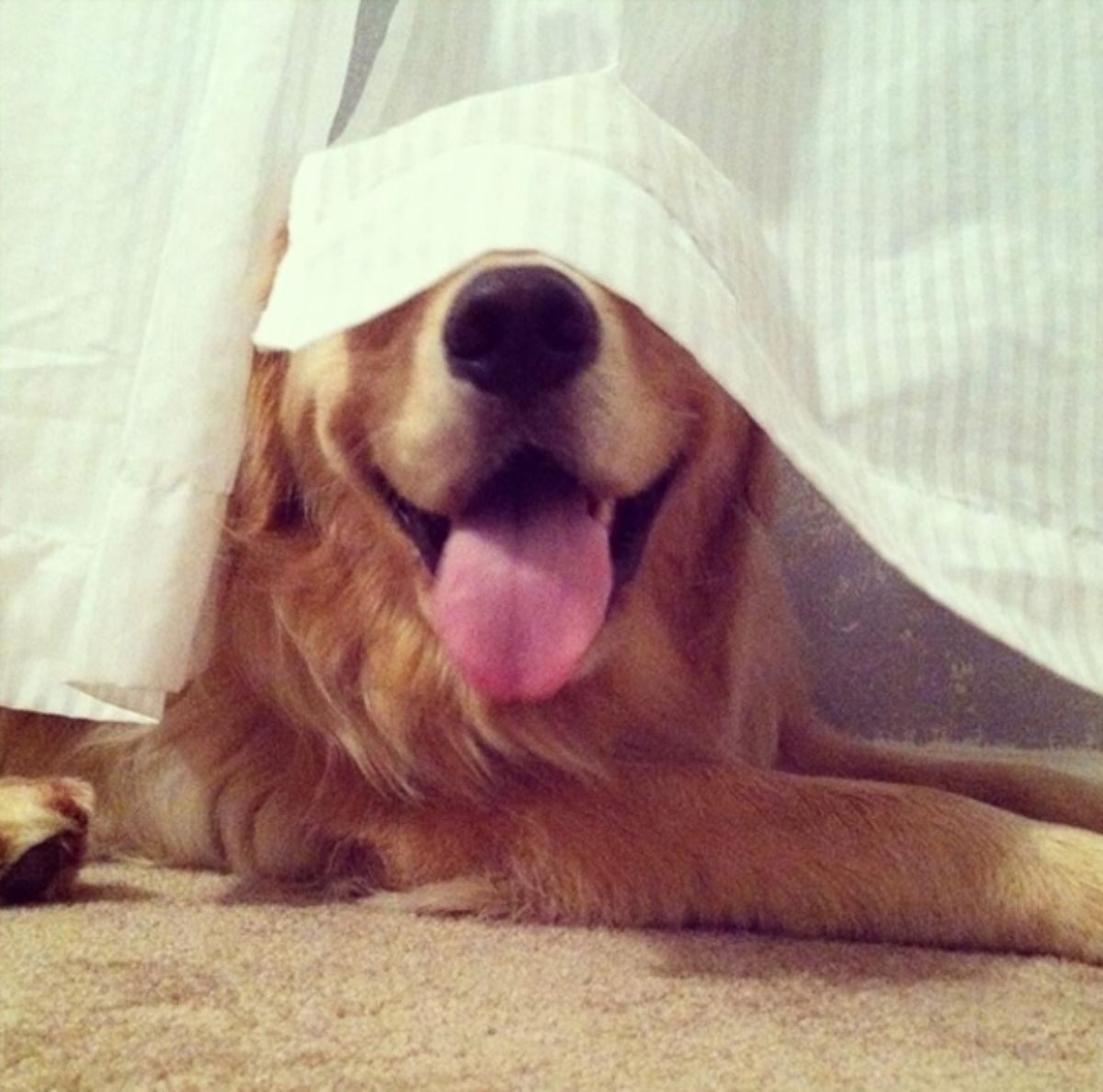 golden retriever laying down on carpet with a white curtain over the eyes