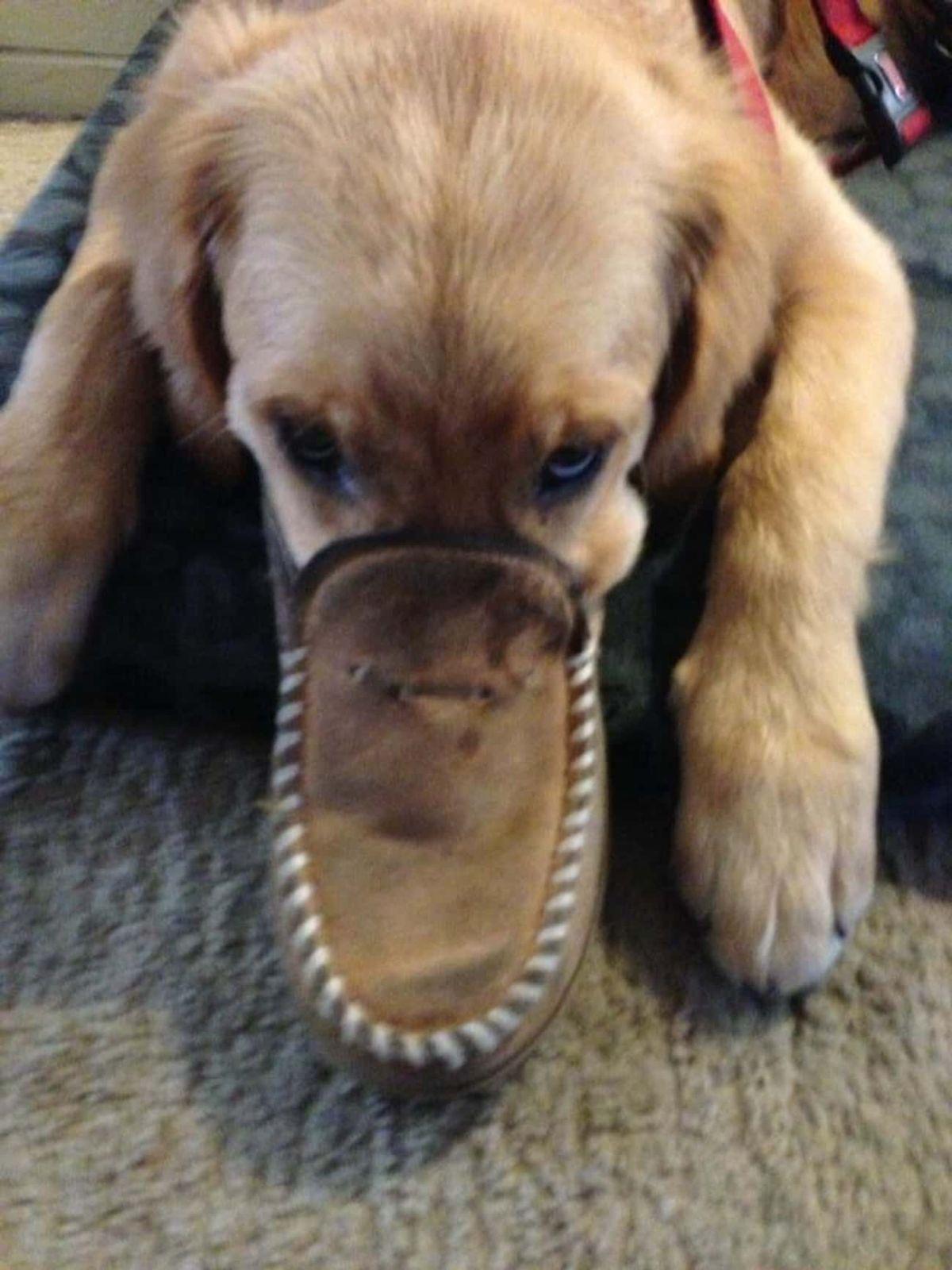 golden retriever laying down on the floor with the nose stuck in a brown loafer