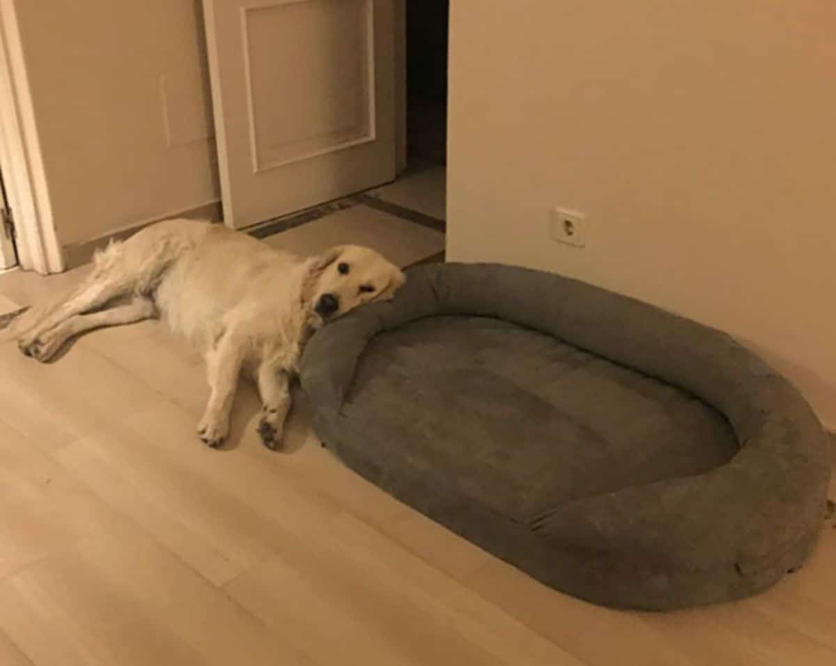 golden retriever laying down sideways on the floor placing the head on the side of a large brown dog bed