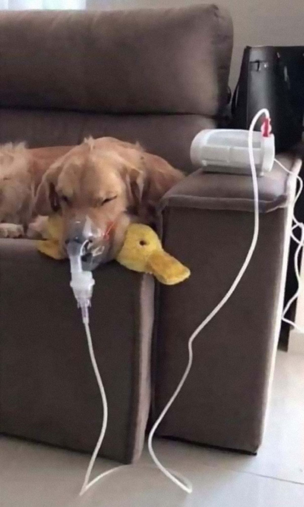 golden retriever laying on a brown sofa using a nebuliser cuddling with a yellow duck stuffed toy