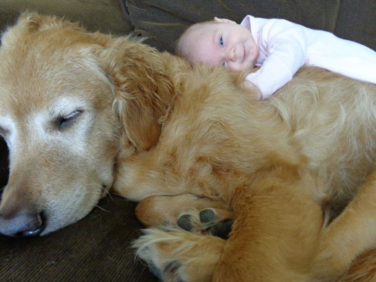 golden retriever laying on brown sofa with a baby laying on the dog's back