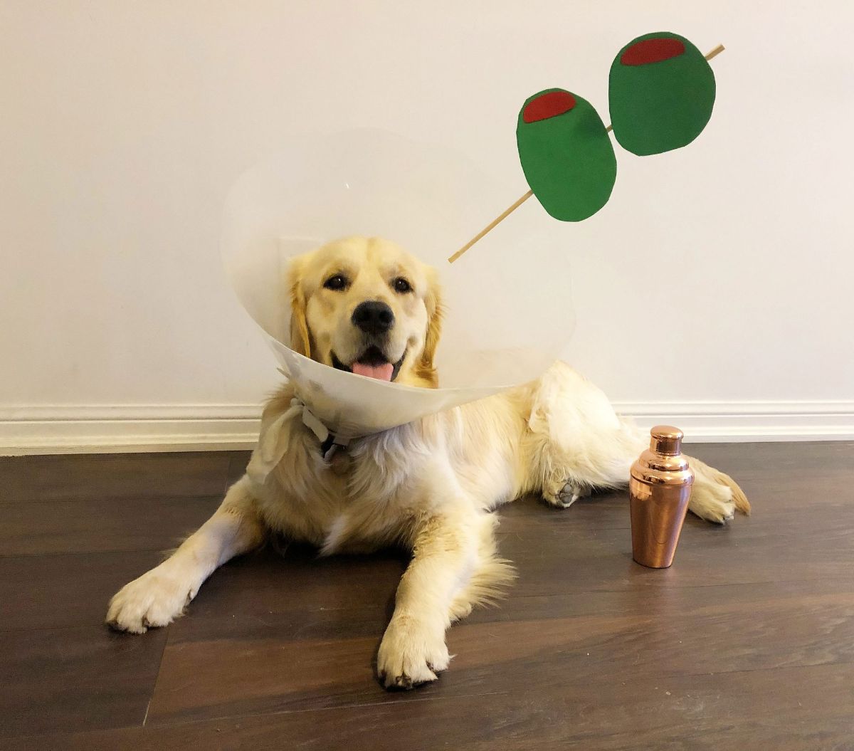 golden retriever laying on the floor in white cone of shame with wooden stick with cardboard green and red olives with a rose gold shaker on the floor
