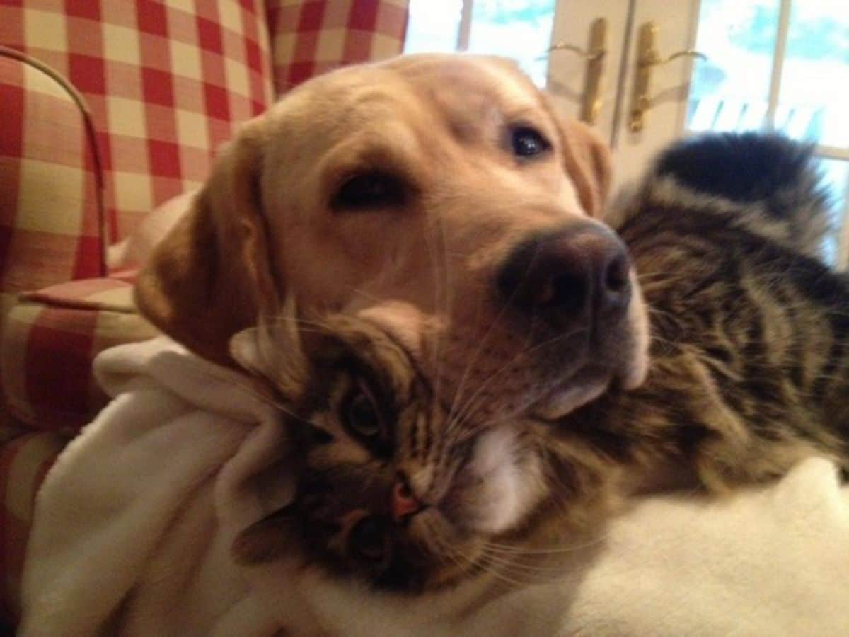 golden retriever laying the head on a grey and white tabby cat on a white blanket