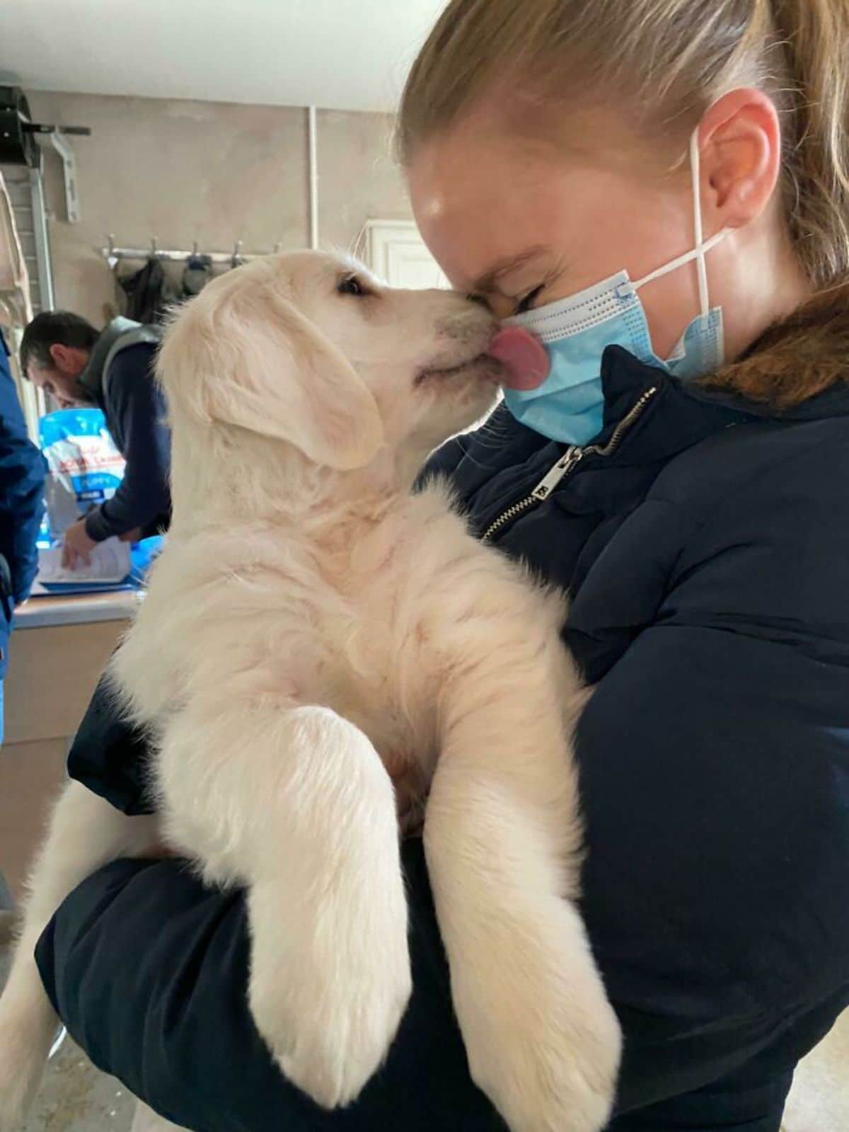 golden retriever puppy being held by a woman and the puppy is licking her face mask