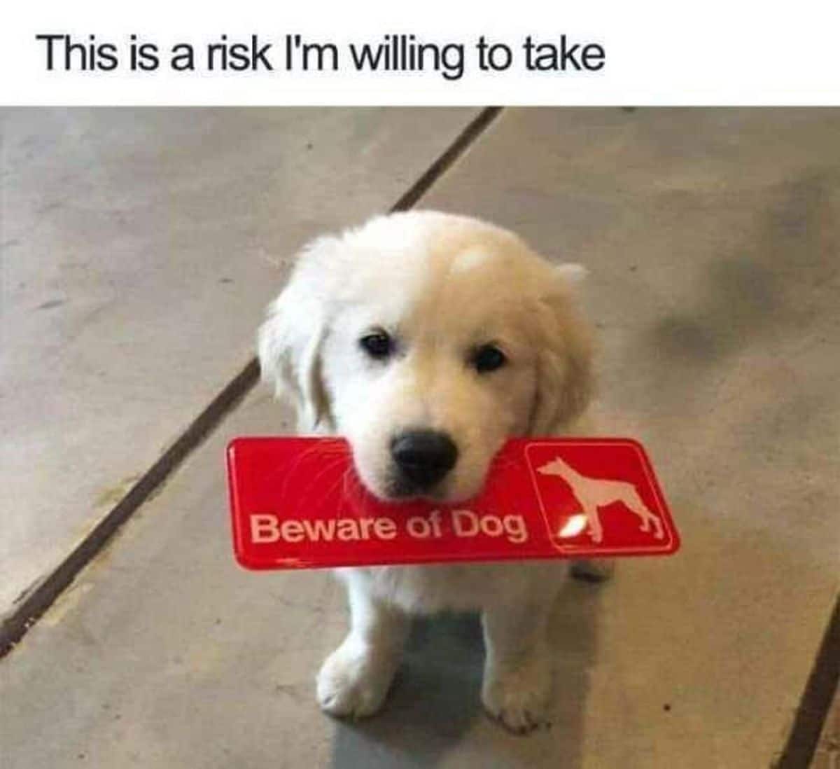 golden retriever puppy holding a red sign that says beware of dog
