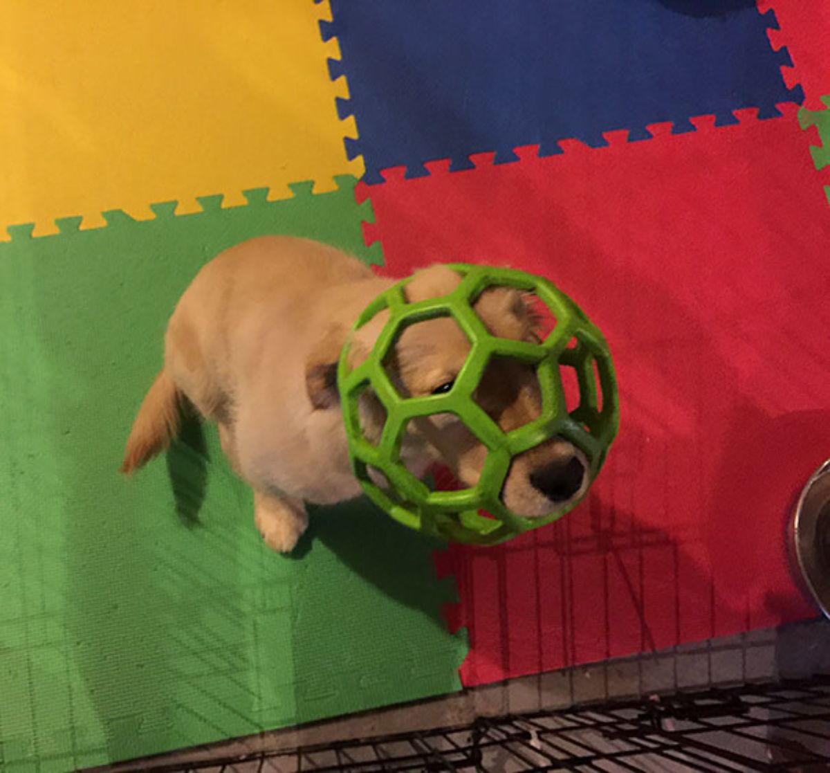 golden retriever puppy sitting on a colourful mat with a green ball with holes in it stuck on the head