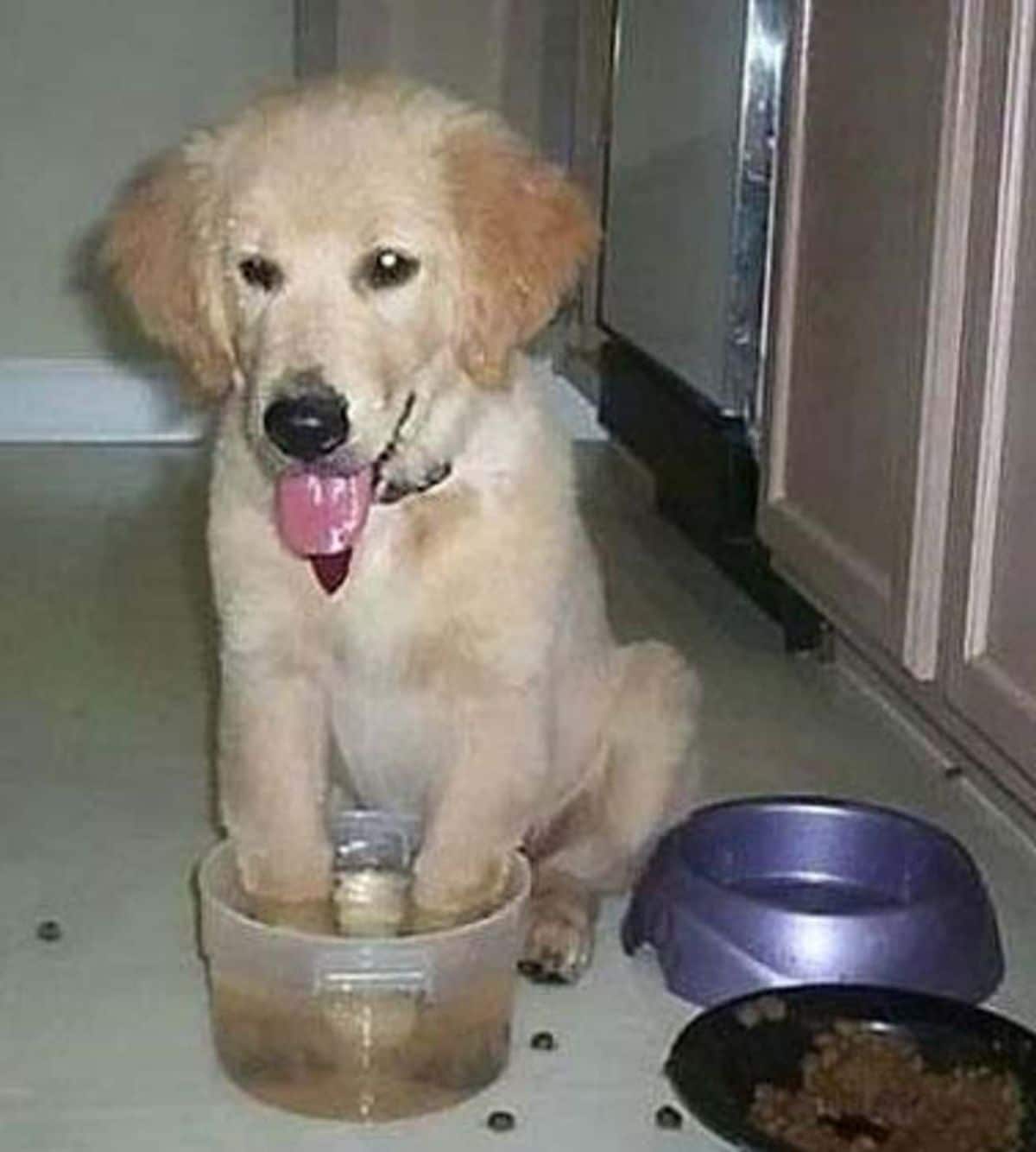 golden retriever puppy sitting on floor with front paws inside a plastic water tub next to a blue bowl and a black food bowl