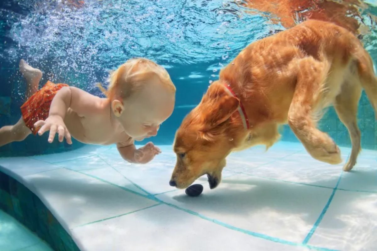 golden retriever reaching for a black rock underwater with a little child