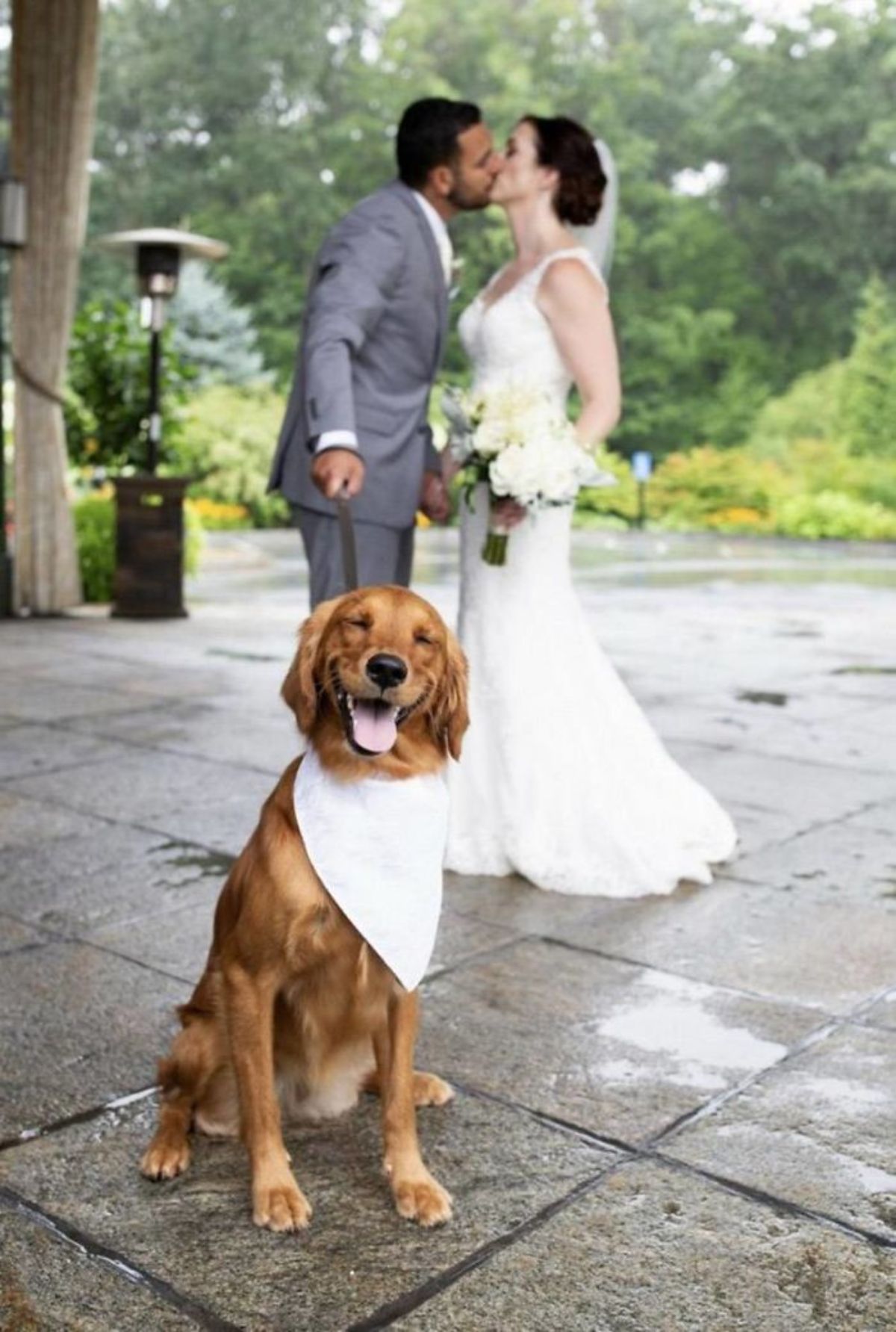 golden retriever sitting and smiling in a white bandana in front of a bride and groom kissing