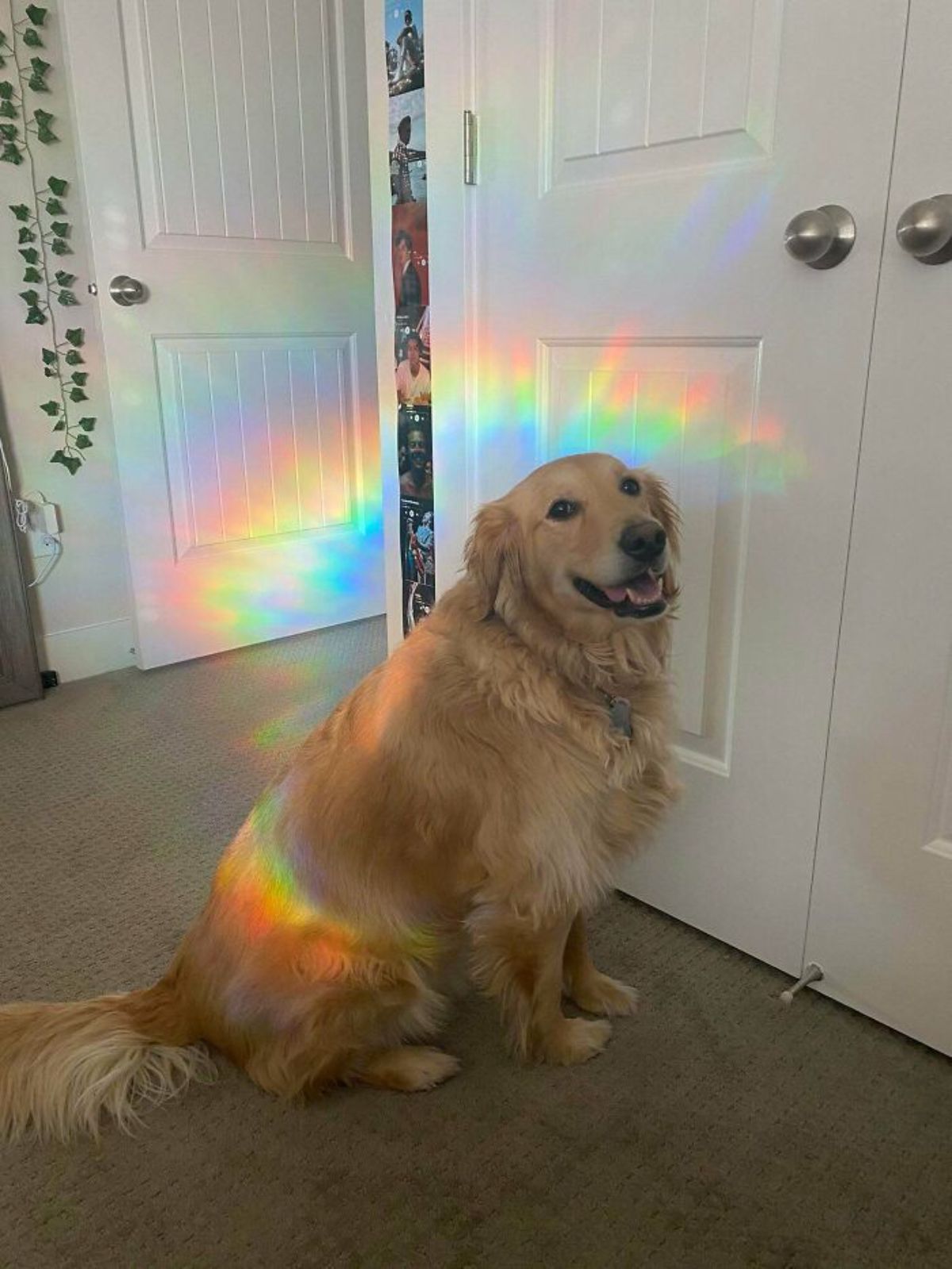 golden retriever sitting by a white door with a rainbow holo light reflected around her like an aura