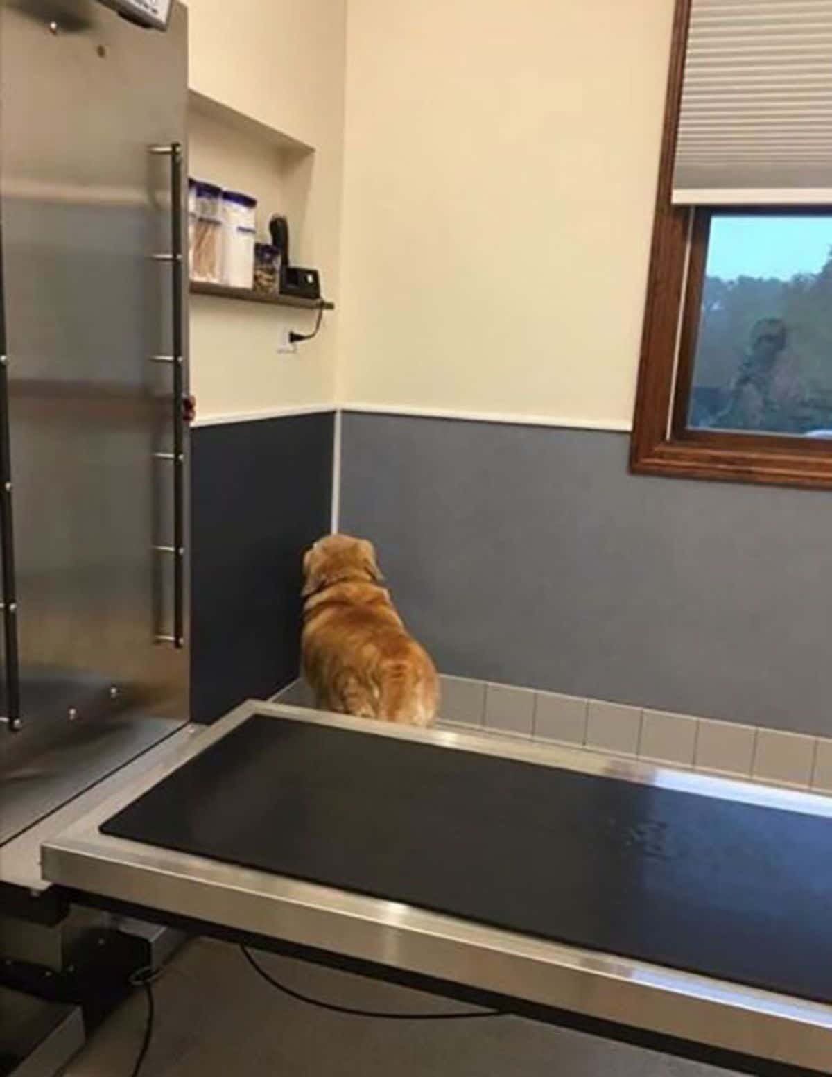 golden retriever sitting facing a corner of a wall at a vet's office