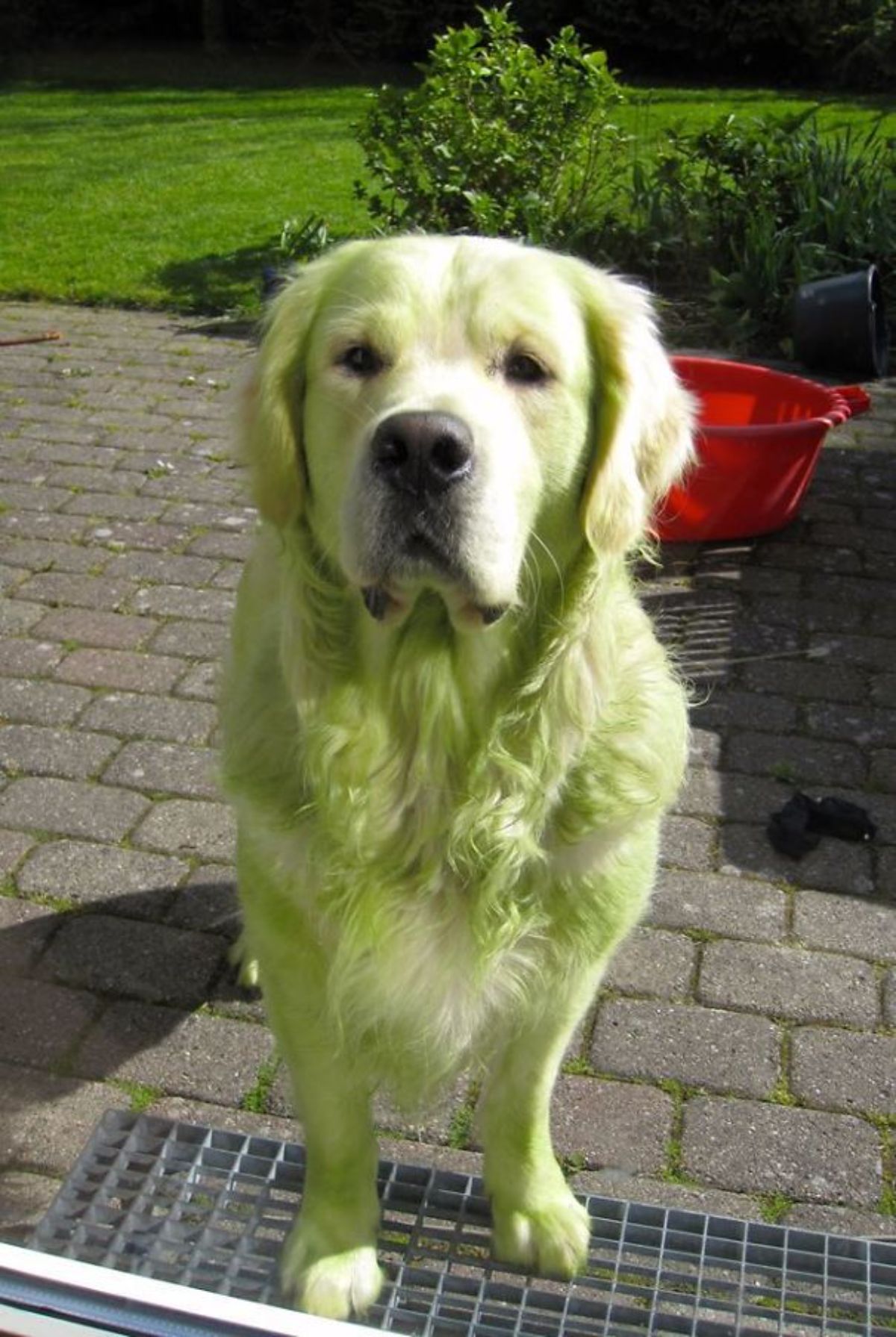 golden retriever sitting in a garden and the dog's fur is green