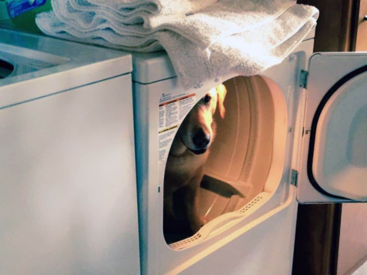 golden retriever sitting inside a white washing machine