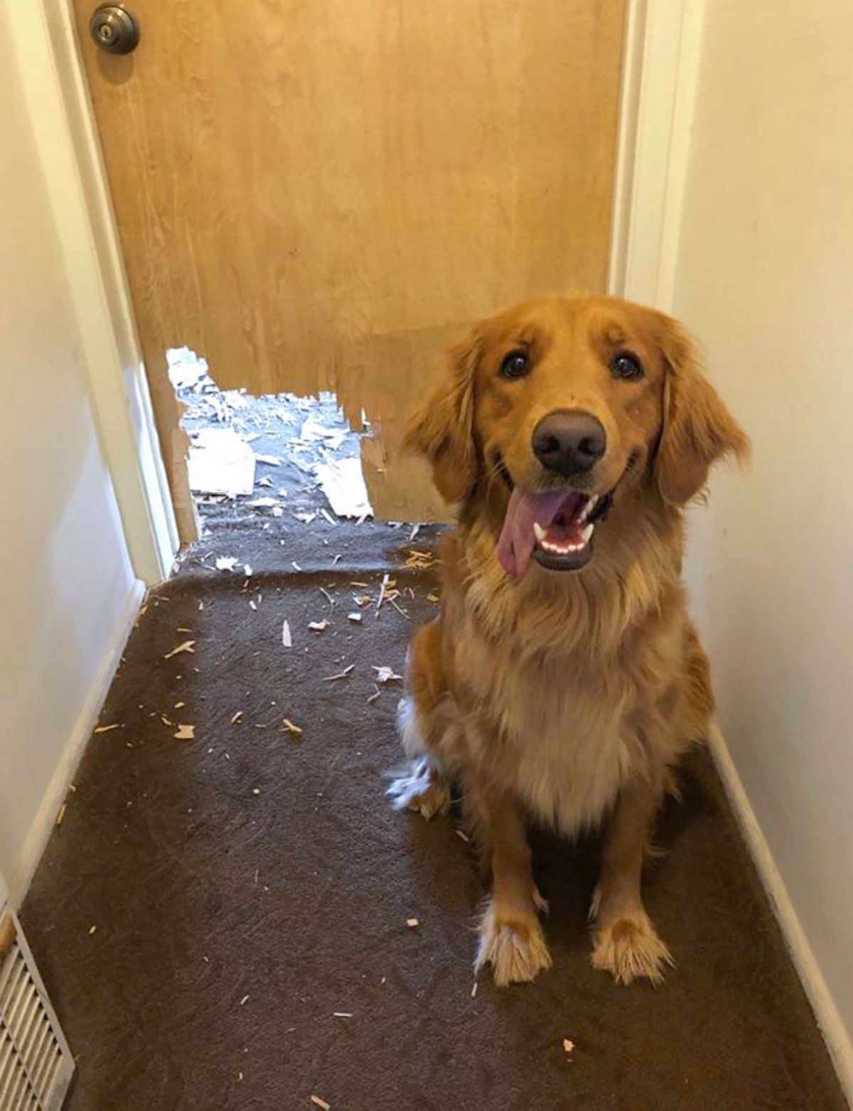 golden retriever sitting next to a door that has a hole at the bottom