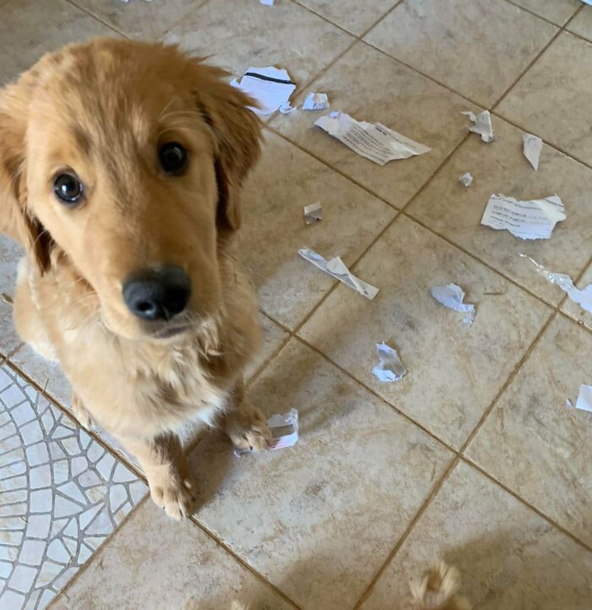 golden retriever sitting on the floor with ripped up bills on the floor
