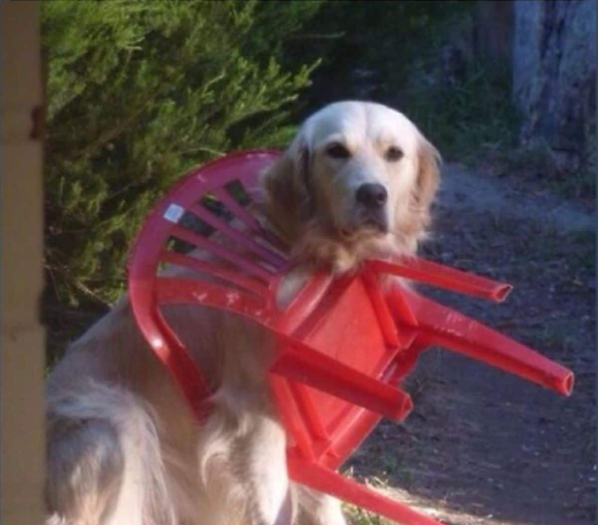 golden retriever sitting with a red plastic chair stuck on the body
