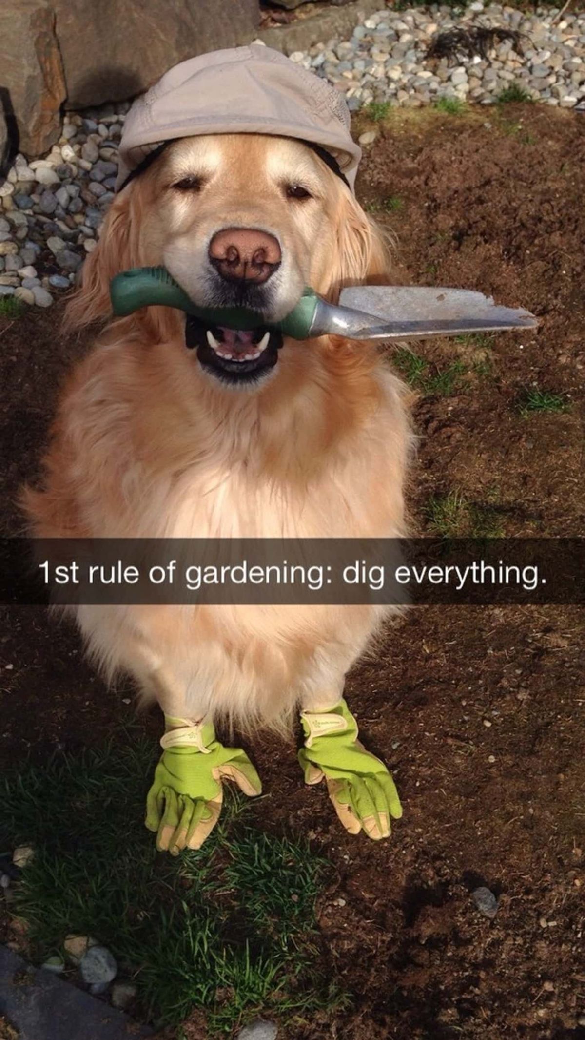 golden retriever sitting with brown hat and green gloves on holding a small green and silver spade with the caption 1st rule of gardening dig everything