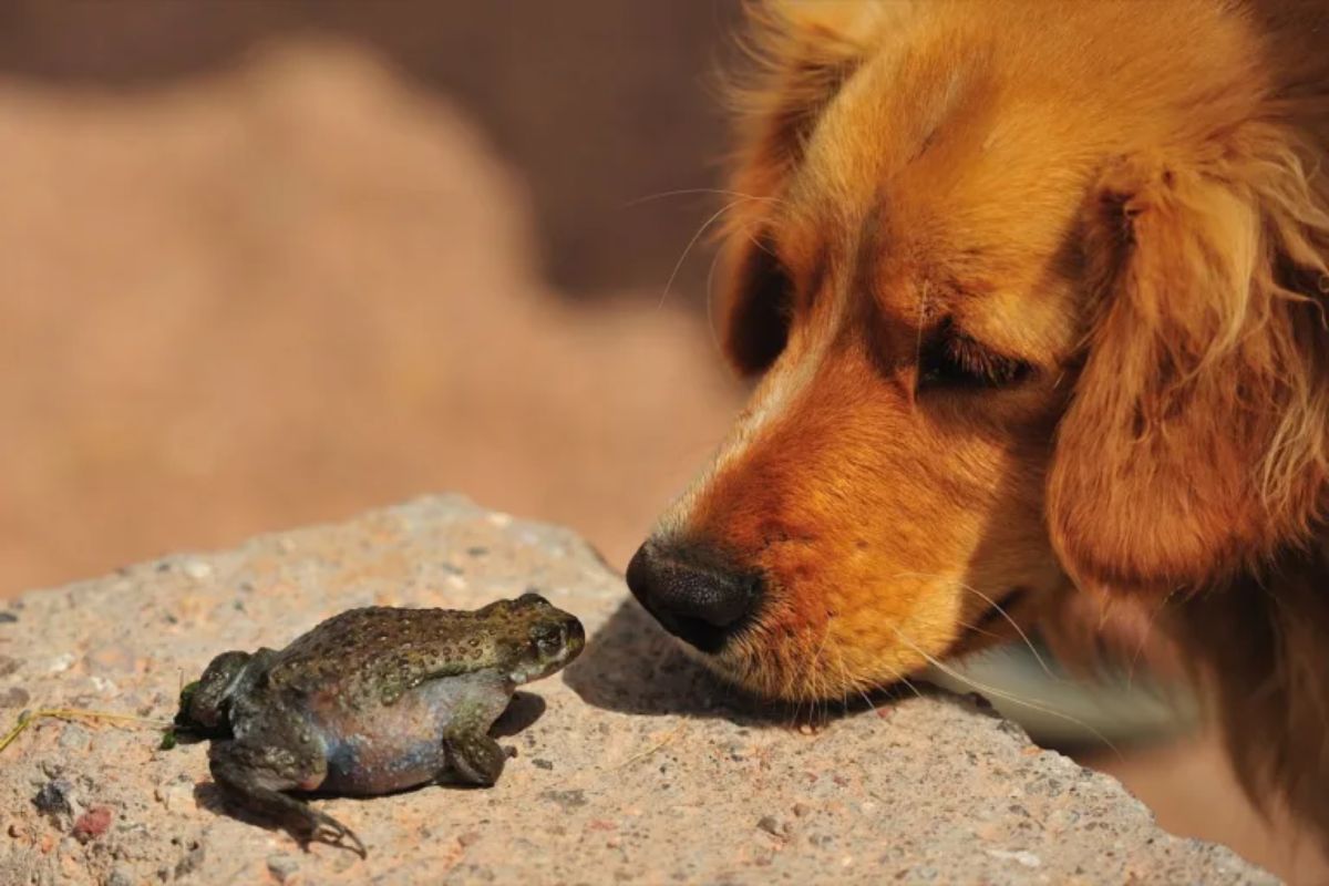 golden retriever sniffing a dark green and black frog
