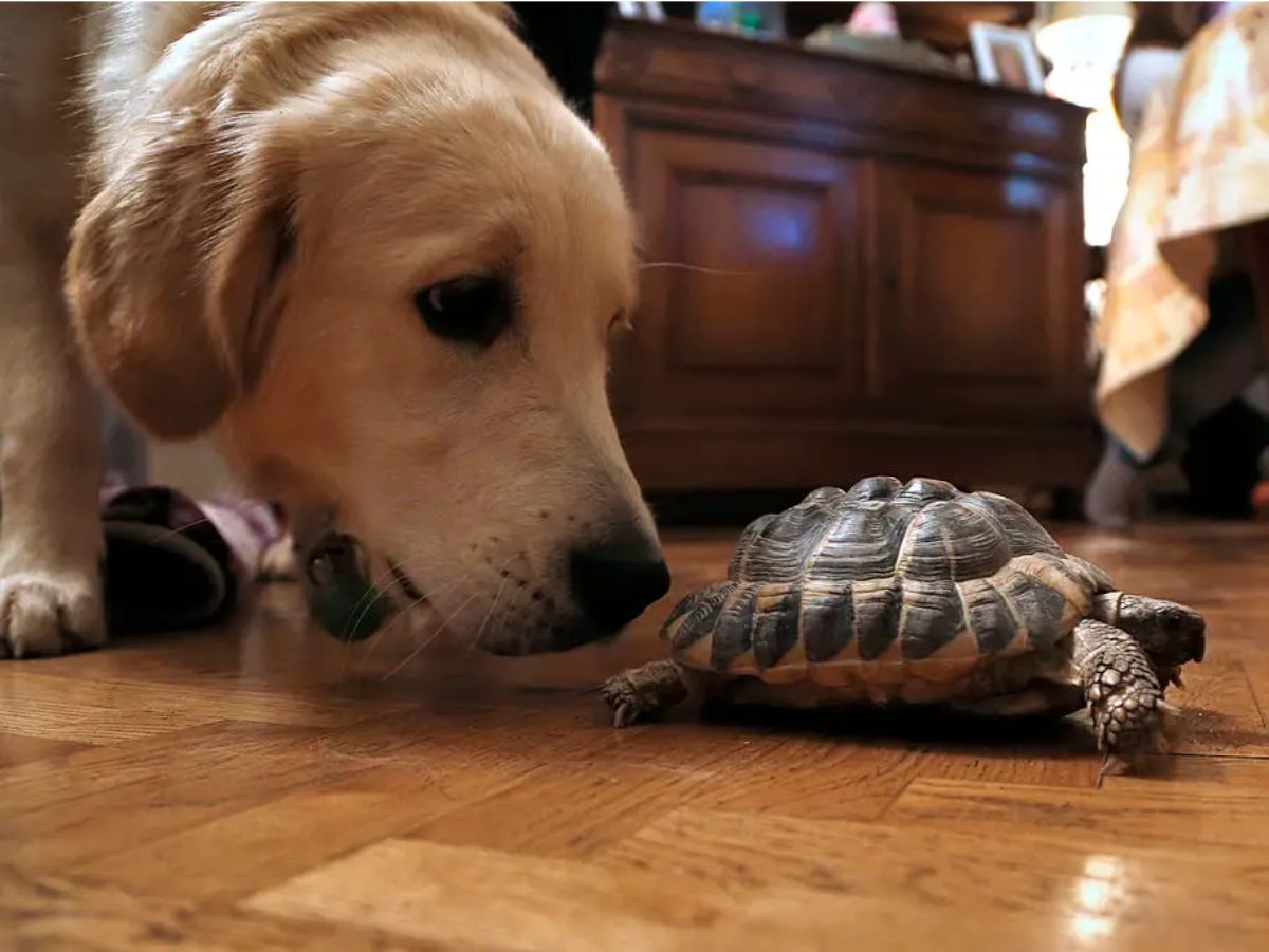 golden retriever sniffing a small black and brown turtle