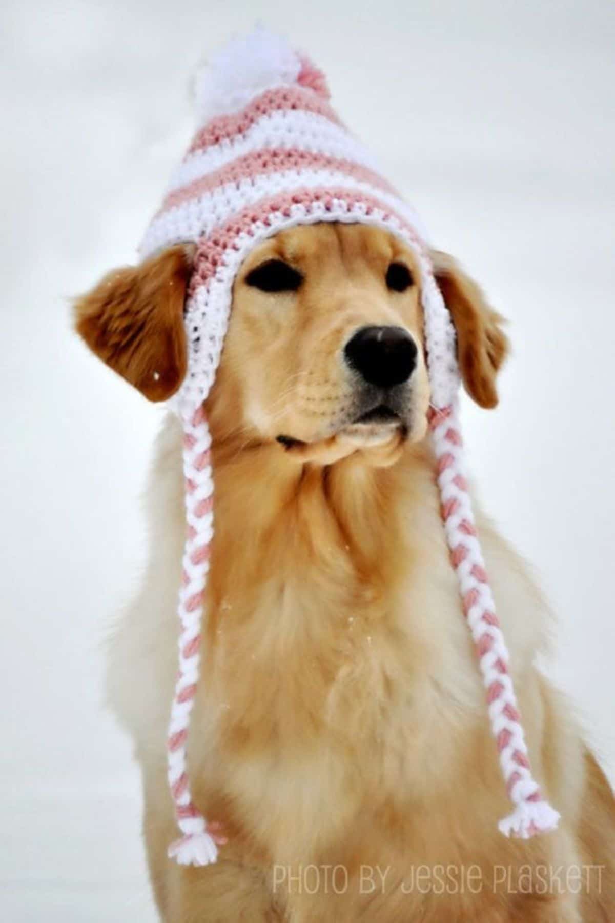 golden retriever wearing a brown and white crocheted hat with a pom pom