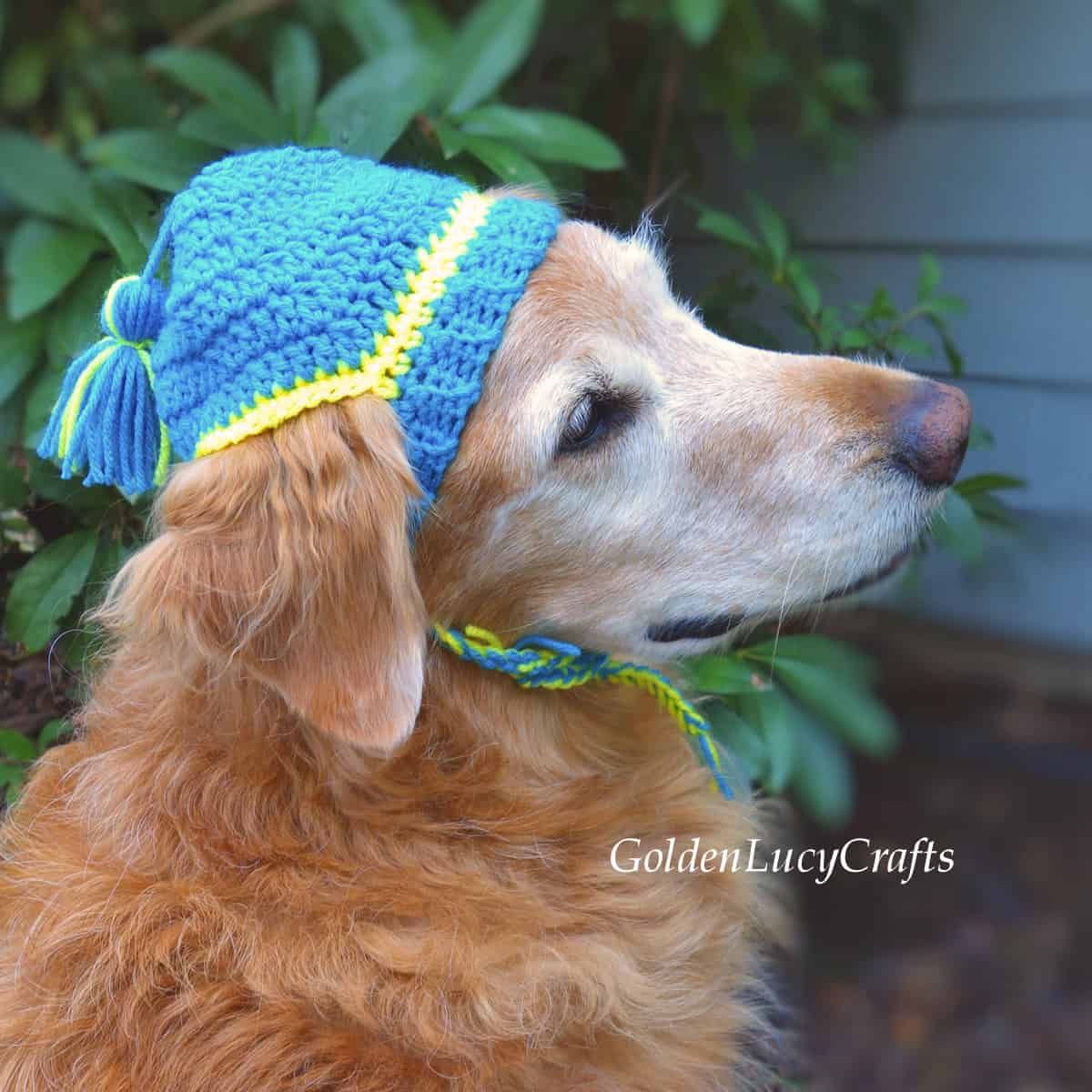 golden retriever wearing blue and yellow crocheted hat
