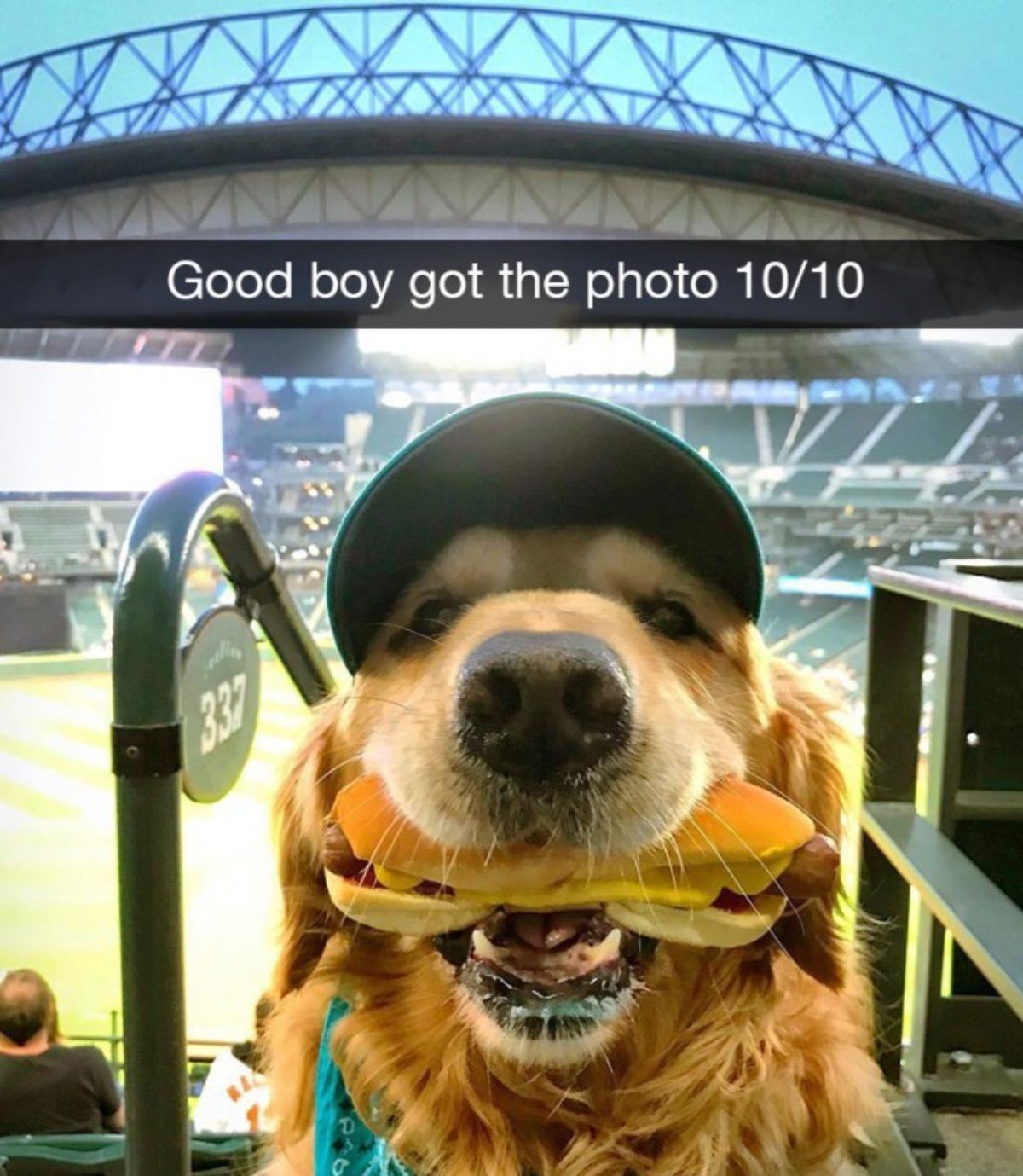 golden retriever with a green cap on in stadium steps with a hotdog in its mouth