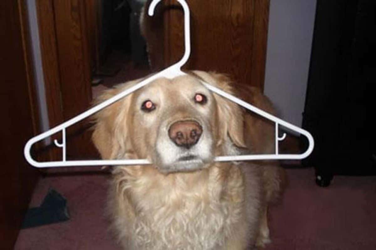 golden retriever with the head stuck inside a white clothes hanger