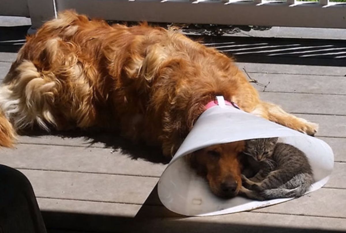 golden retriever laying on the floor with white cone of shame on and a grey tabby kitten laying inside the cone next to the dog's face