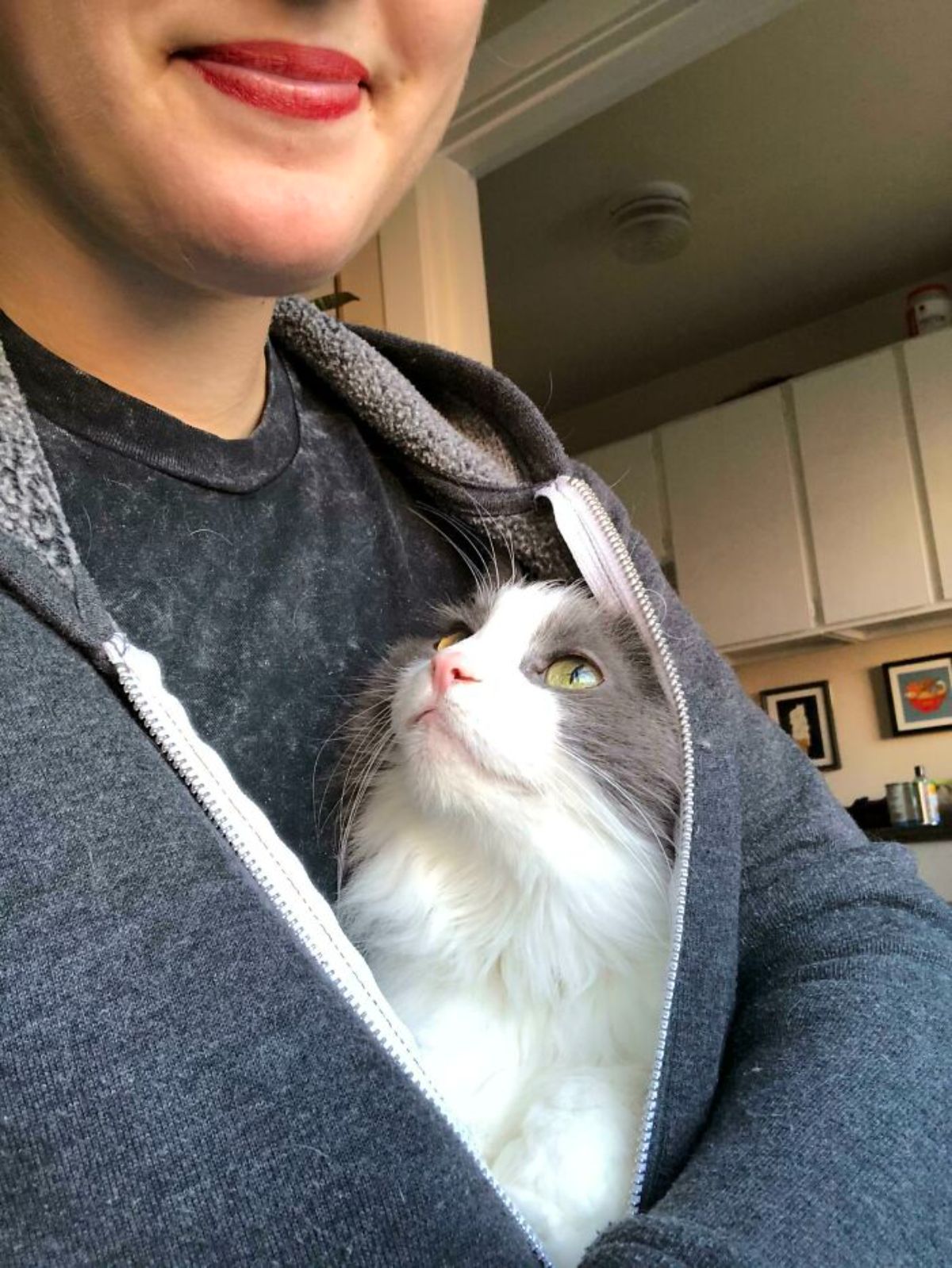 grey and white cat sitting in someone's hoodie and looking lovingly up at the person
