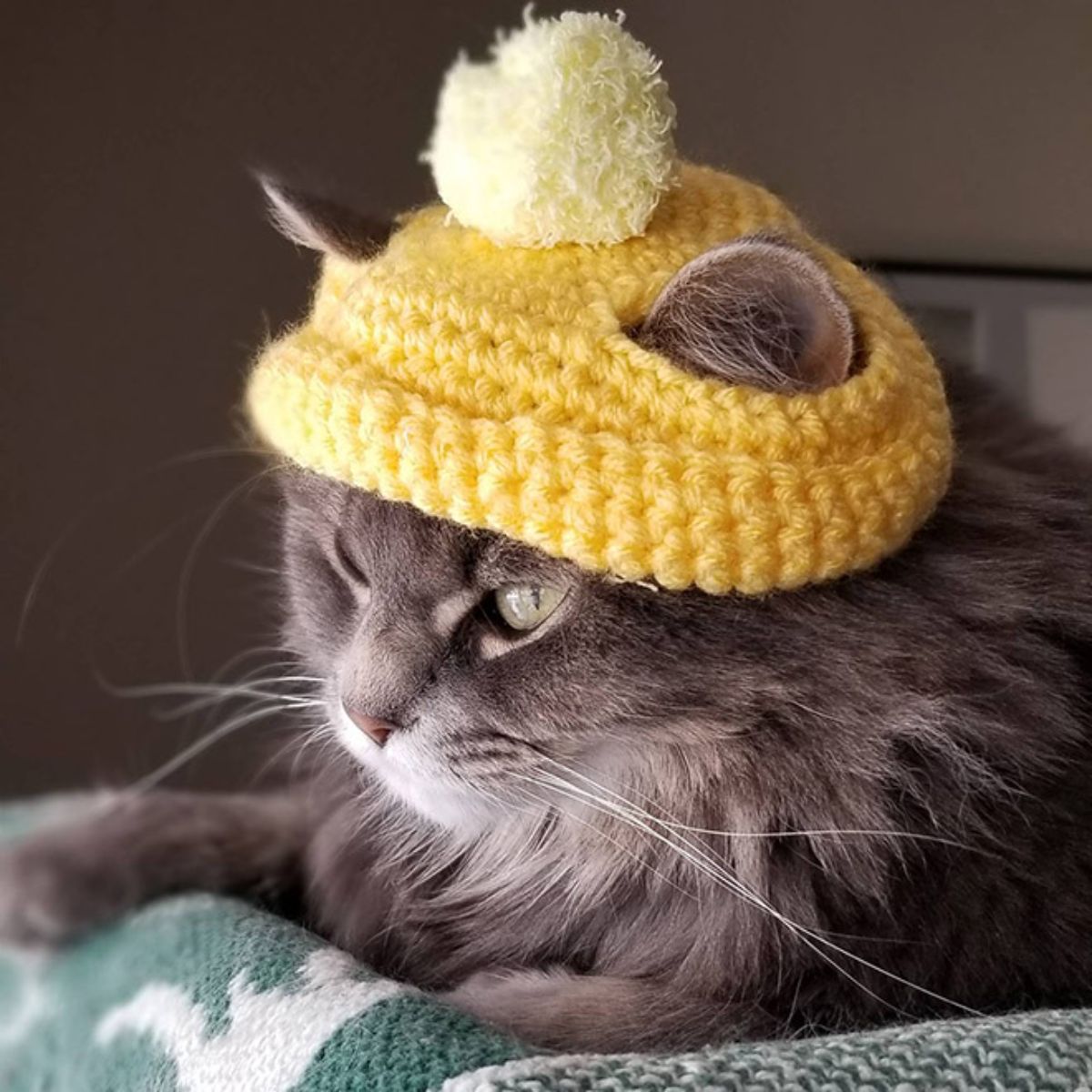 grey and white cat wearing yellow crocheted beanie with a yellow pom pom