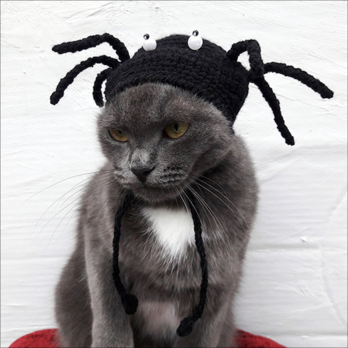 grey and white cat with a crocheted black spider hat with white and black eyes