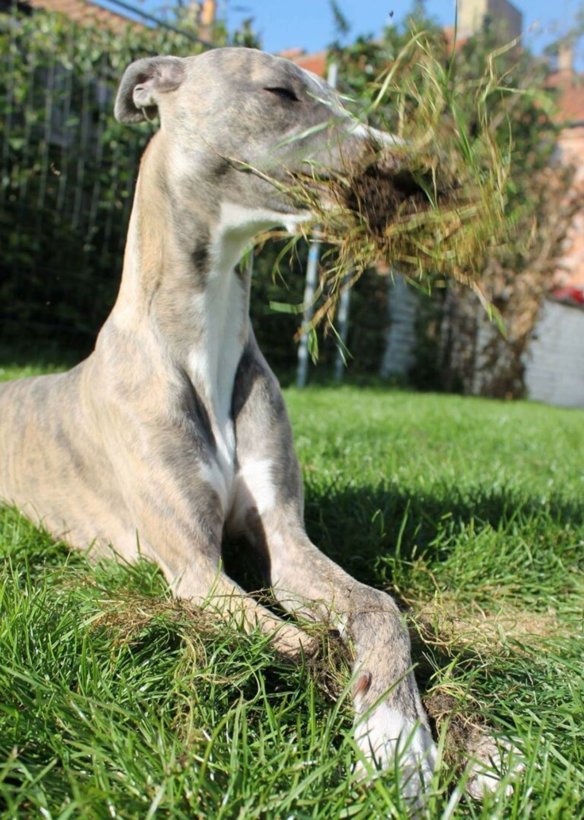 grey and white dog laying on grass and holding a mound of grass in its mouth