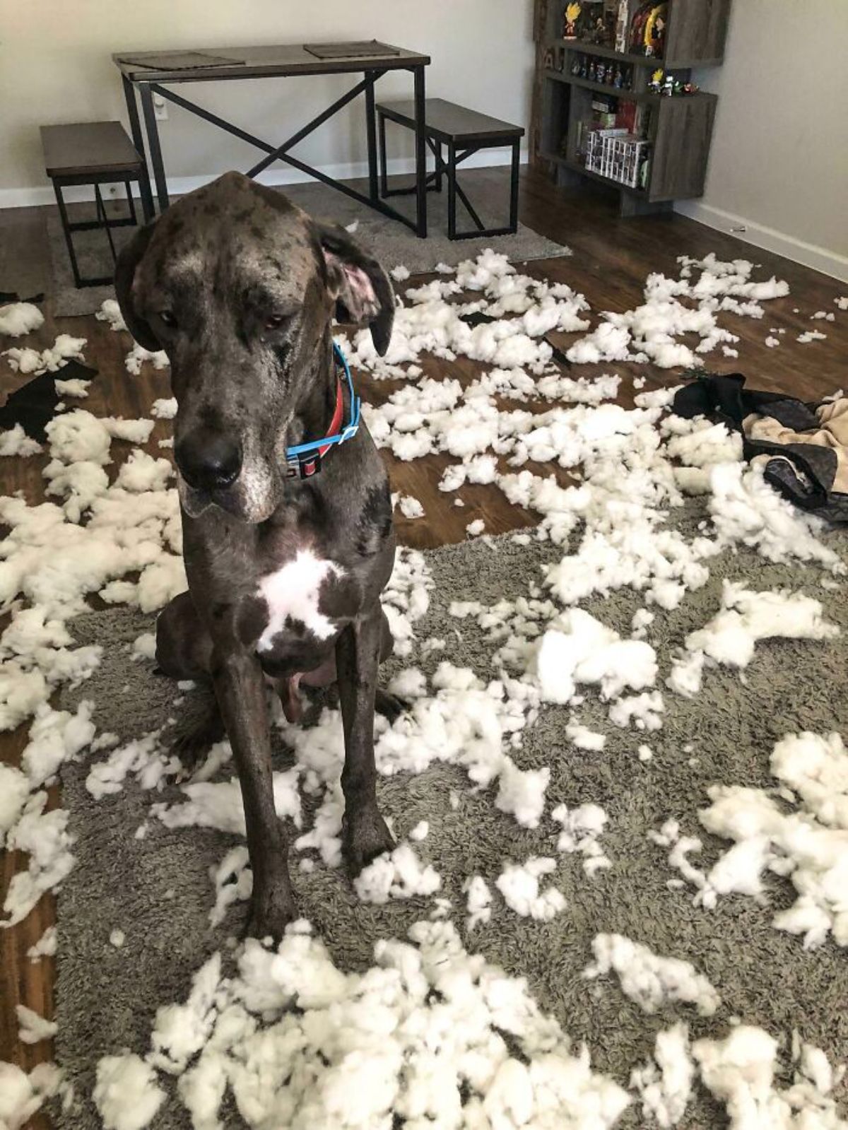 grey and white great dane sitting on the floor with fluff from a ripped up cushion on the floor