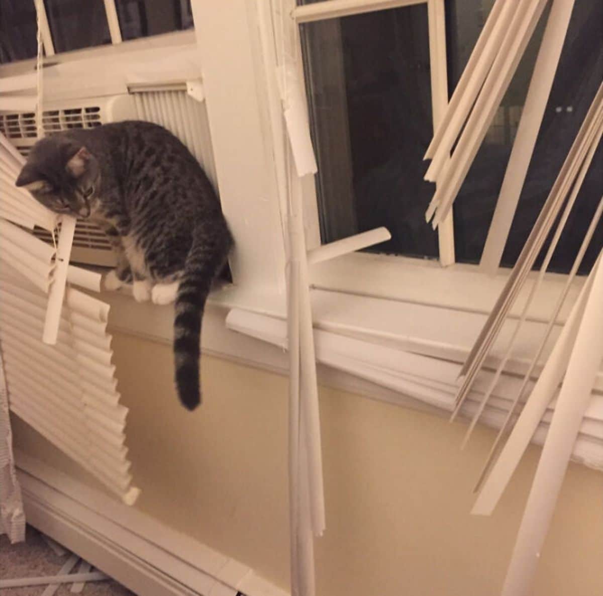 grey and white tabby cat sitting on a ledge with ripped up white blinds