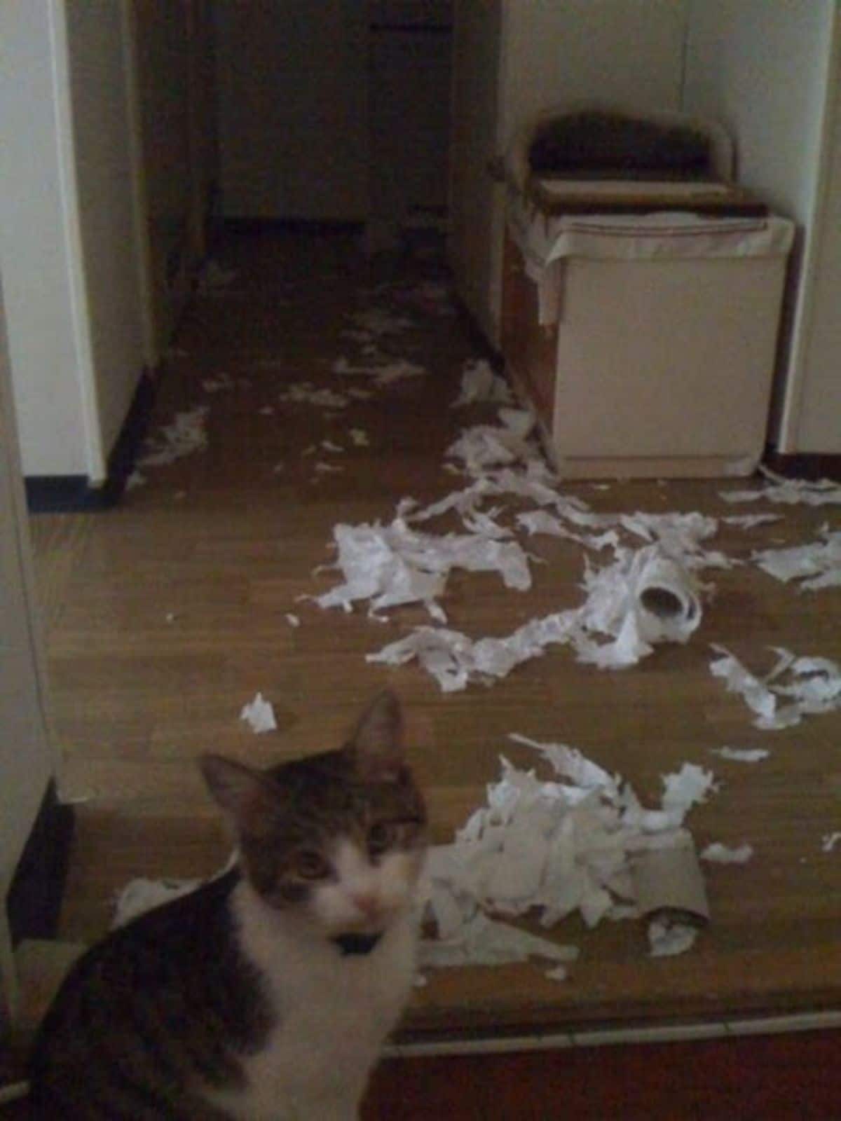 grey and white tabby cat sitting with ripped up toilet paper behind it