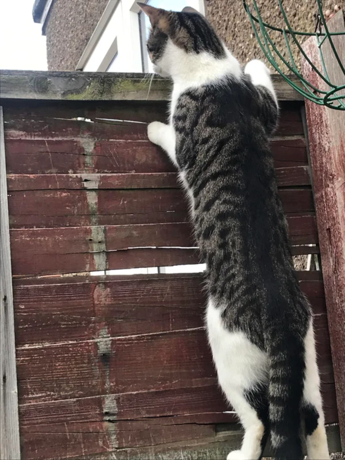 grey and white tabby cat standing on hind legs looking over a wooden wall
