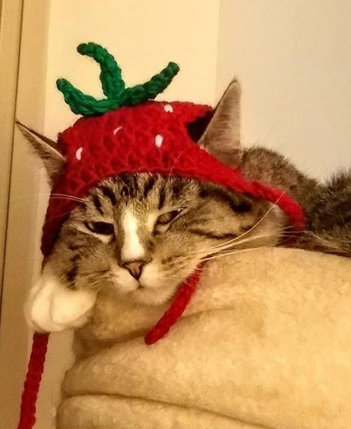 grey and white tabby cat wearing a red green and white strawberry crocheted hat
