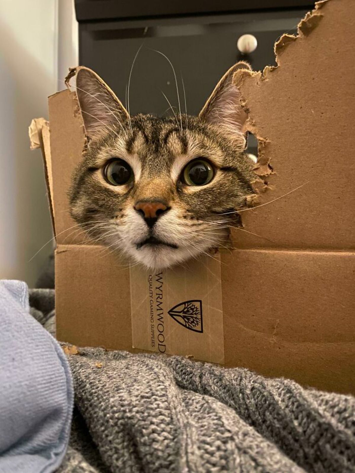 grey and white tabby cat with the head sticking out of a ripped up cardboard box