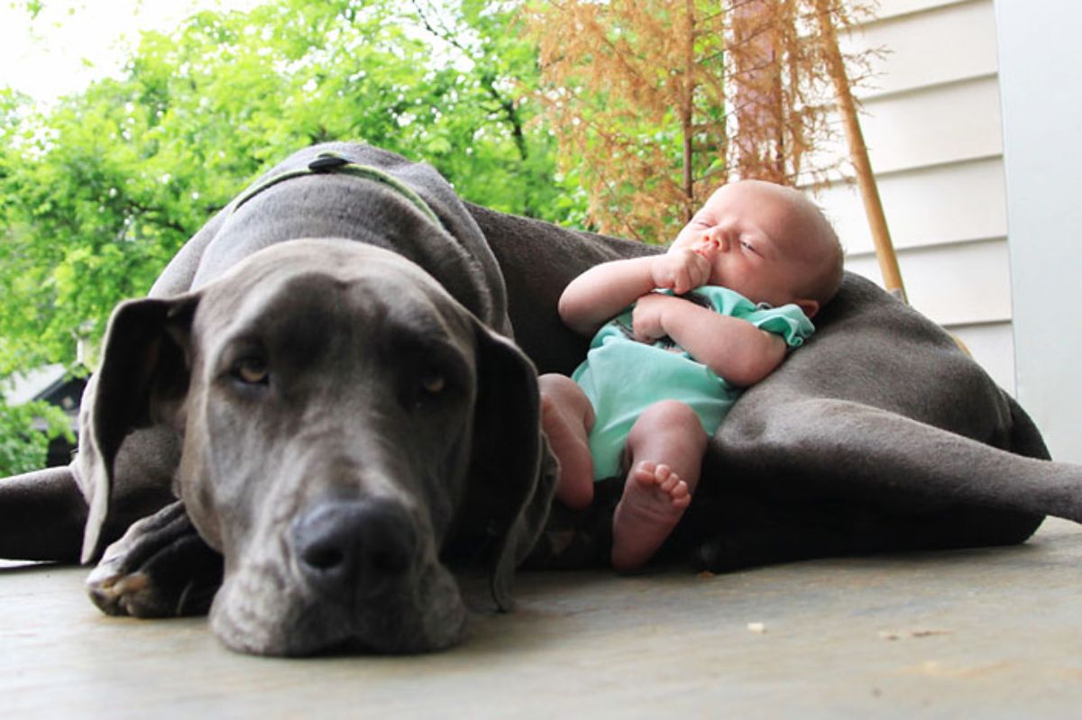grey black dog laying on floor with a baby leaning against the stomach